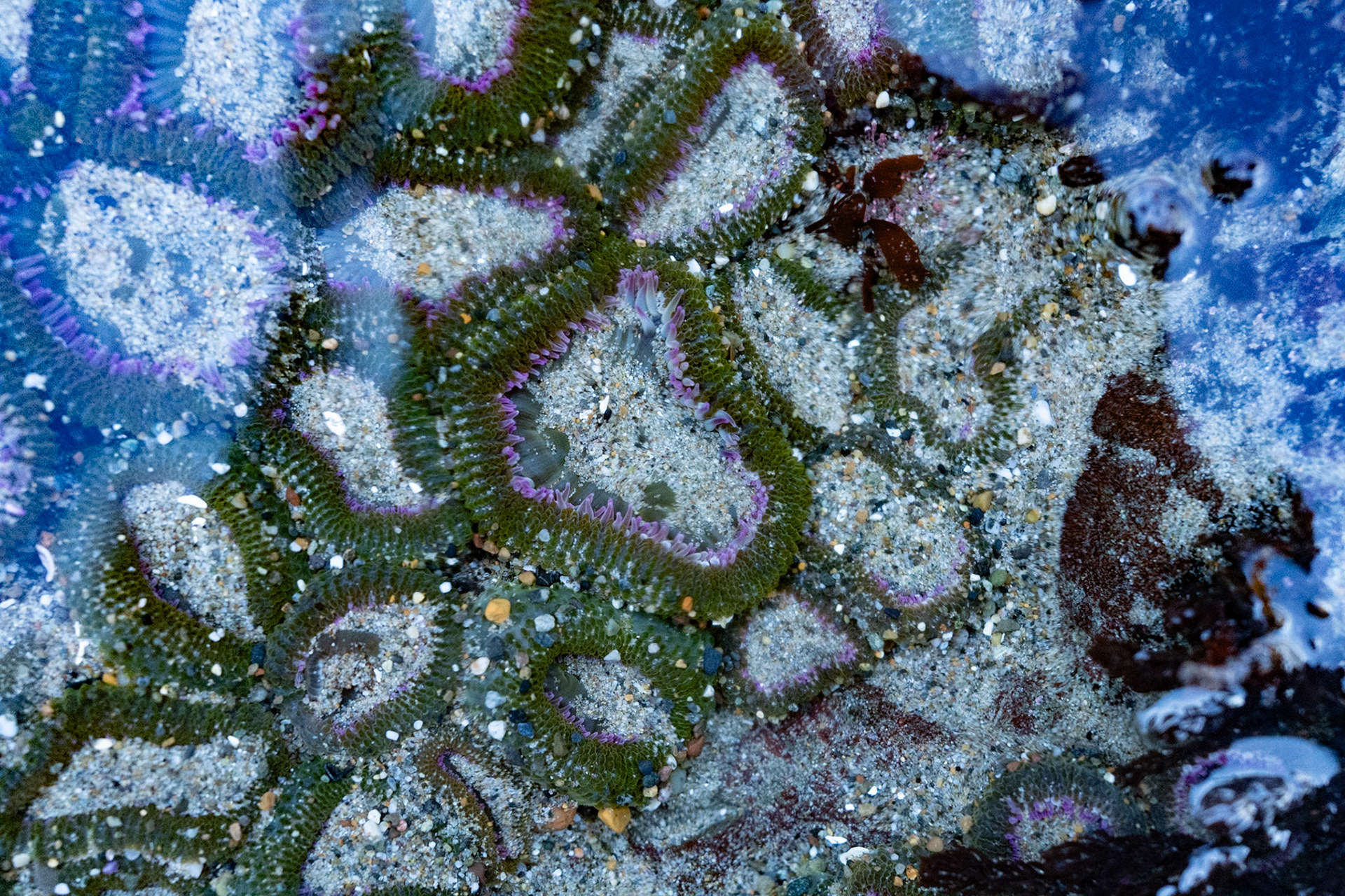 "Aggregating Anemones" squeeze together in the limited space of a tidal pool.  Their odd shapes are determined by the closeness to their neighbors.  As genetically identical siblings, there seems to be no possiblity for them to "feel" lonely.