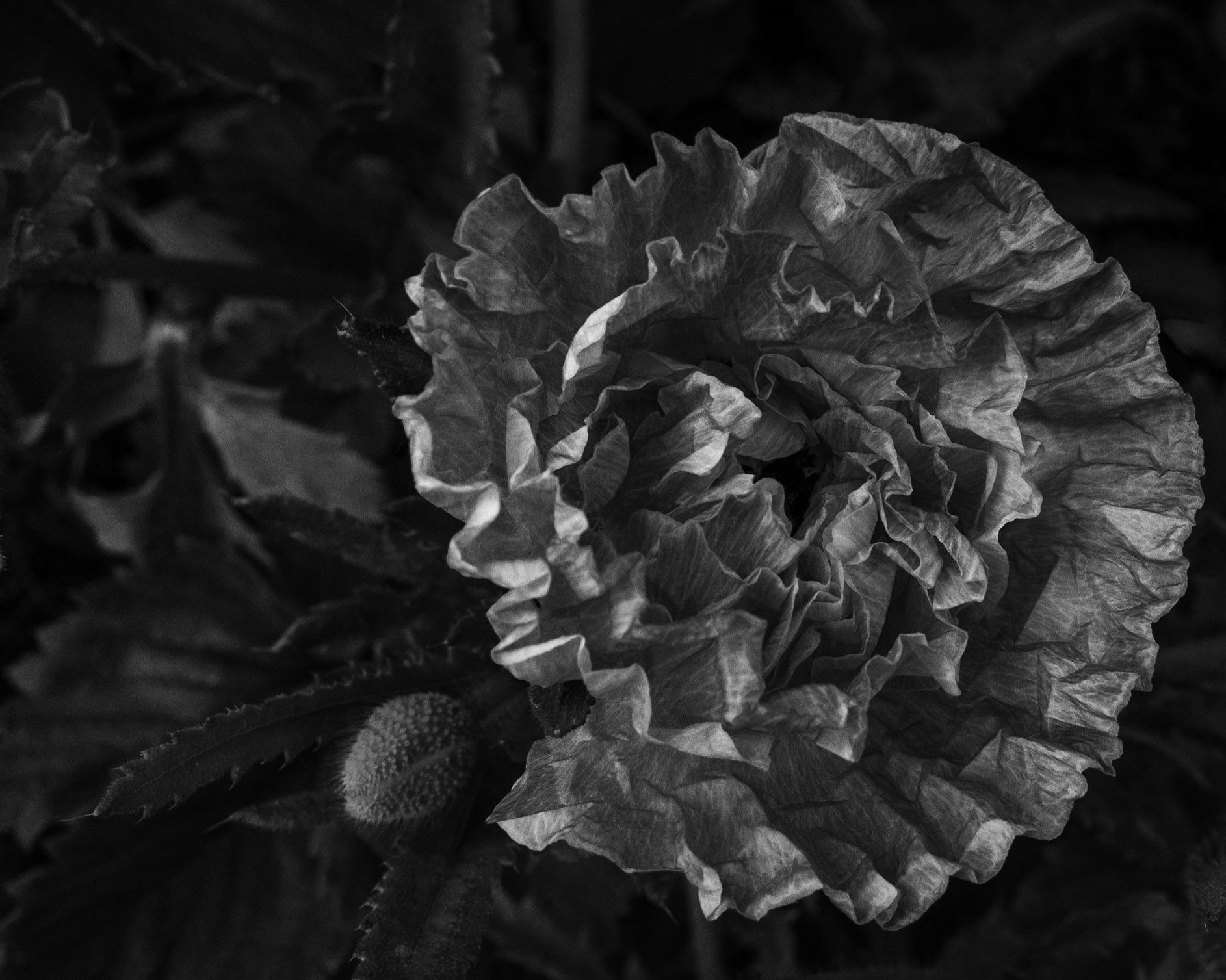 Crinkled petals on a just-opened poppy