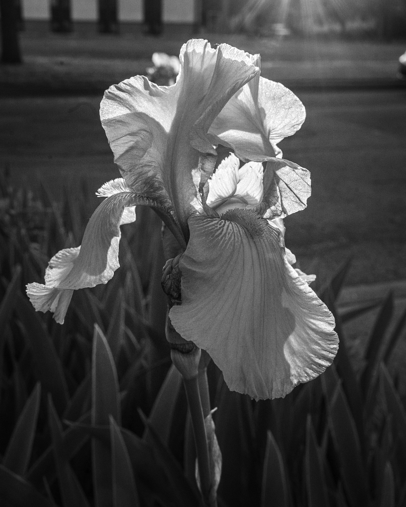 Garden Iris - NY