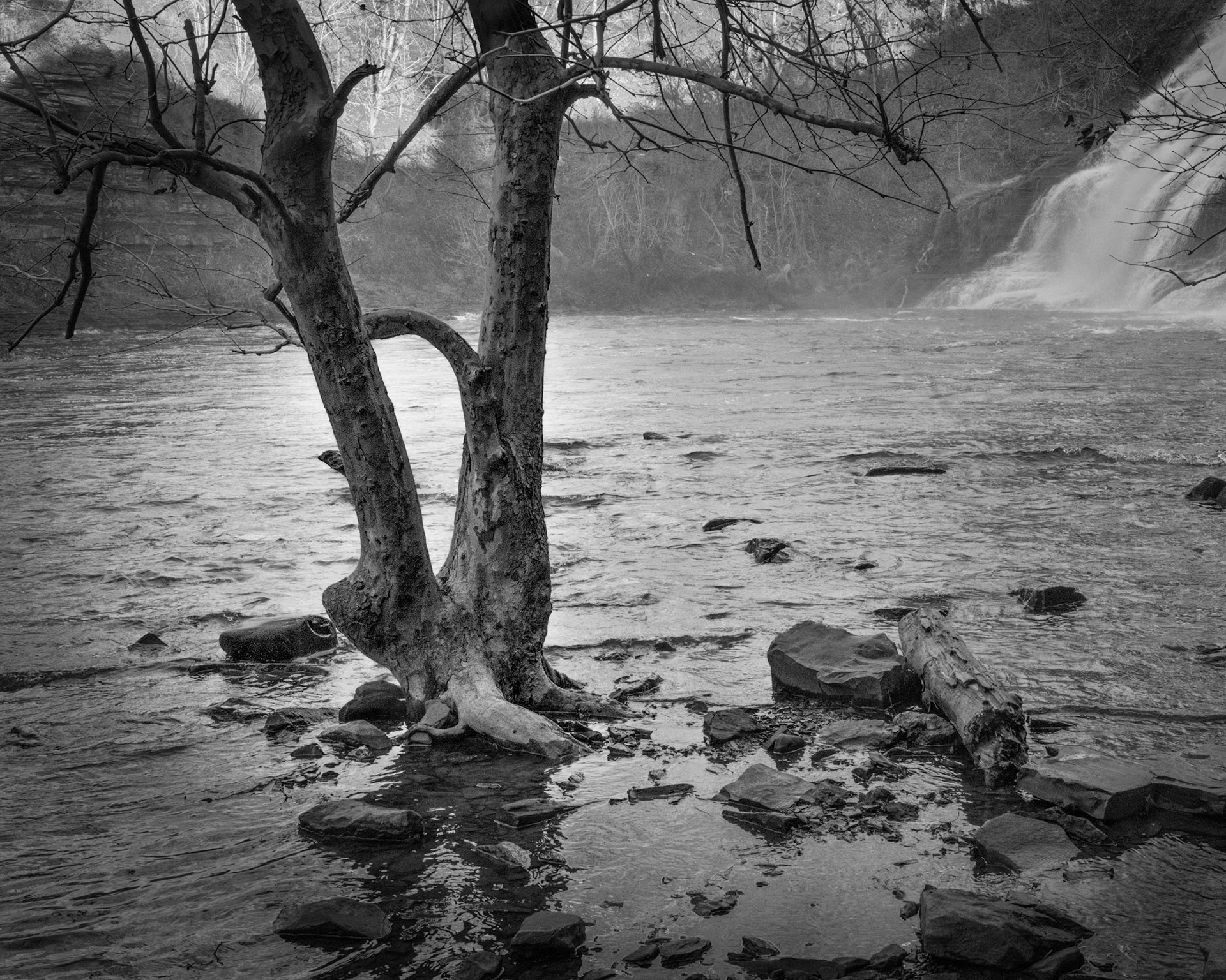 The creek often rises after a rain and spreads beyond its normal boundaries. This twin-trunked tree is completely surrounded by water.
