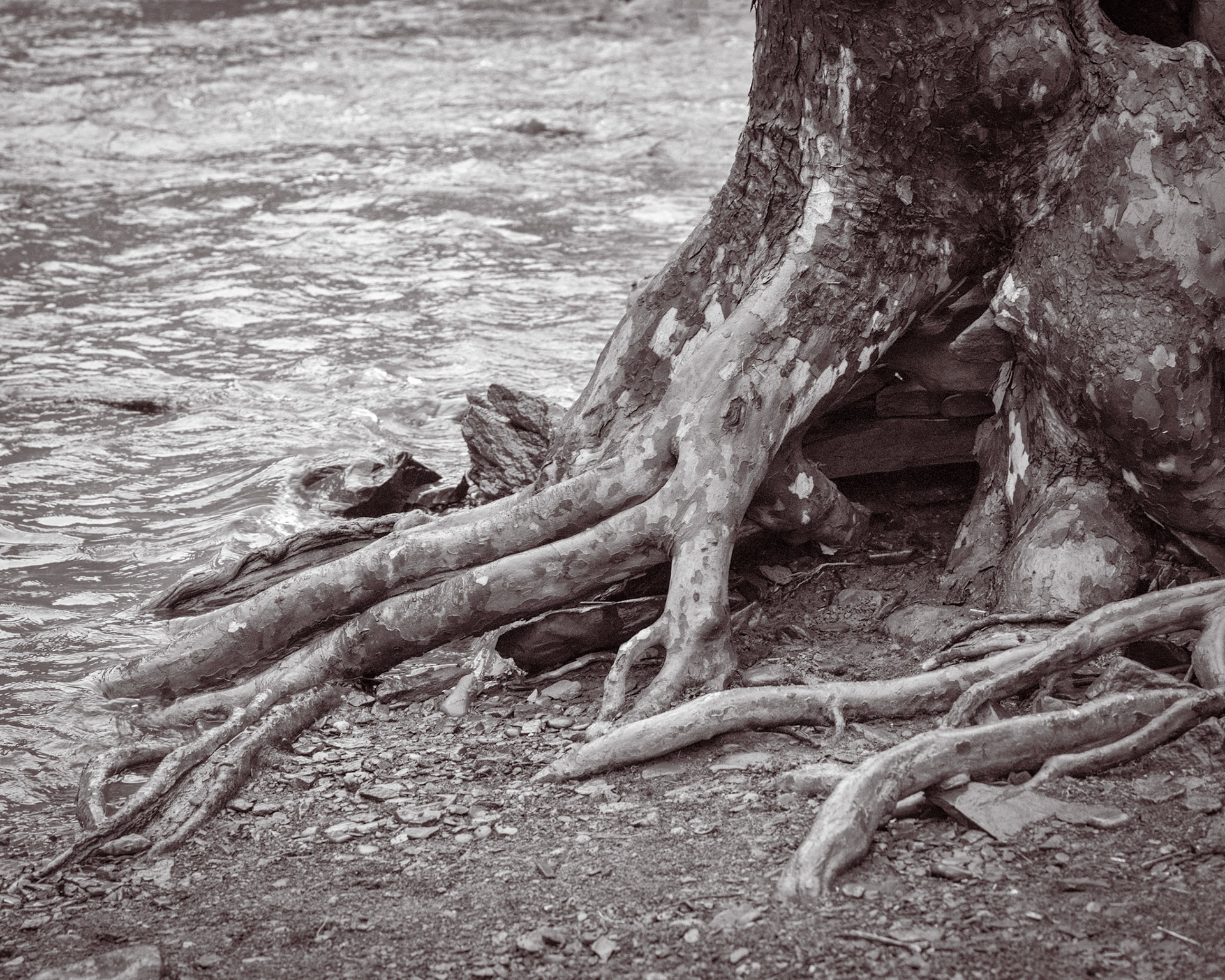 The water of the creek laps at the roots of the sycamore.  The trees have evolved claw-like roots that help anchor them in surging water.