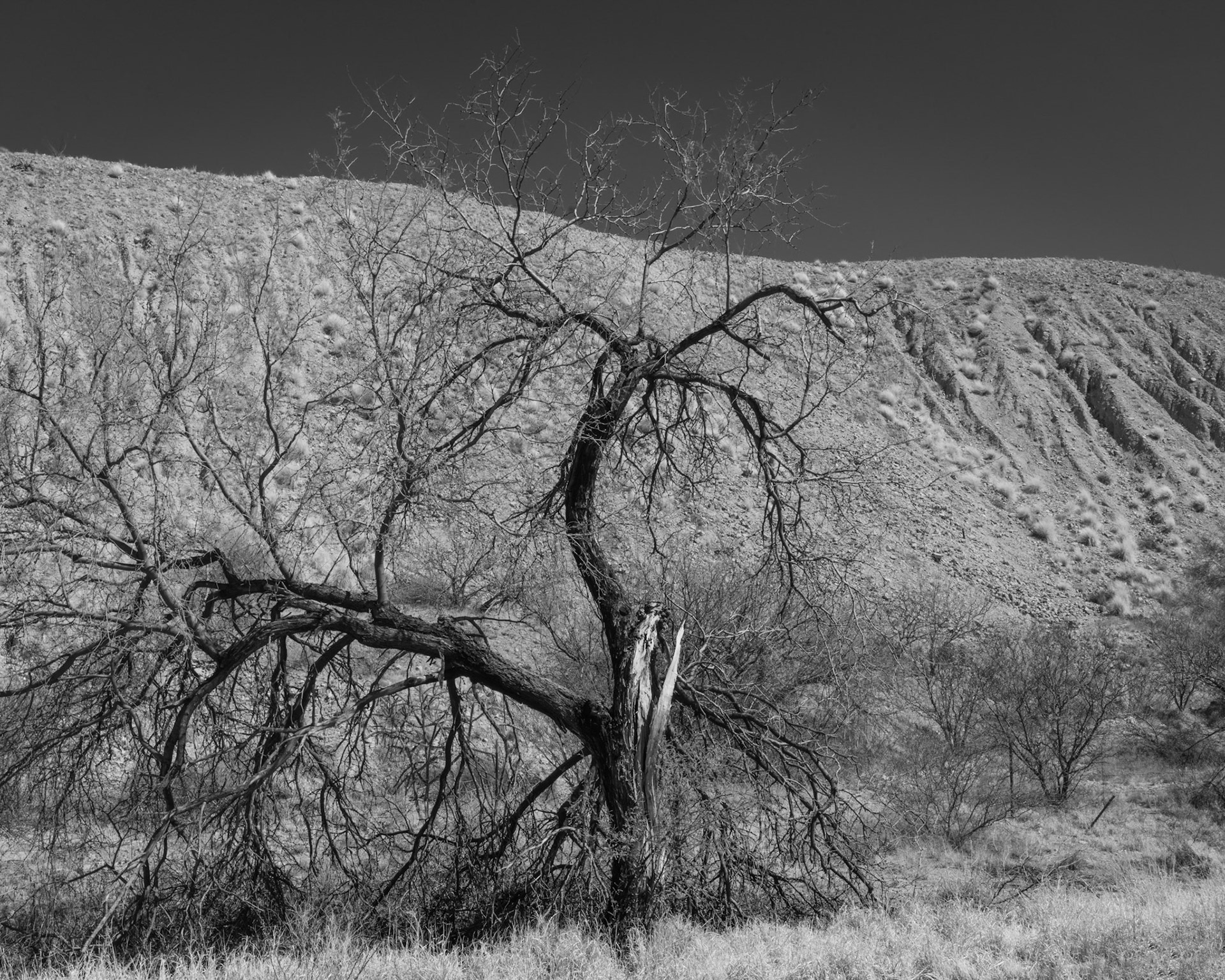 Damaged tree near tailings - AZ