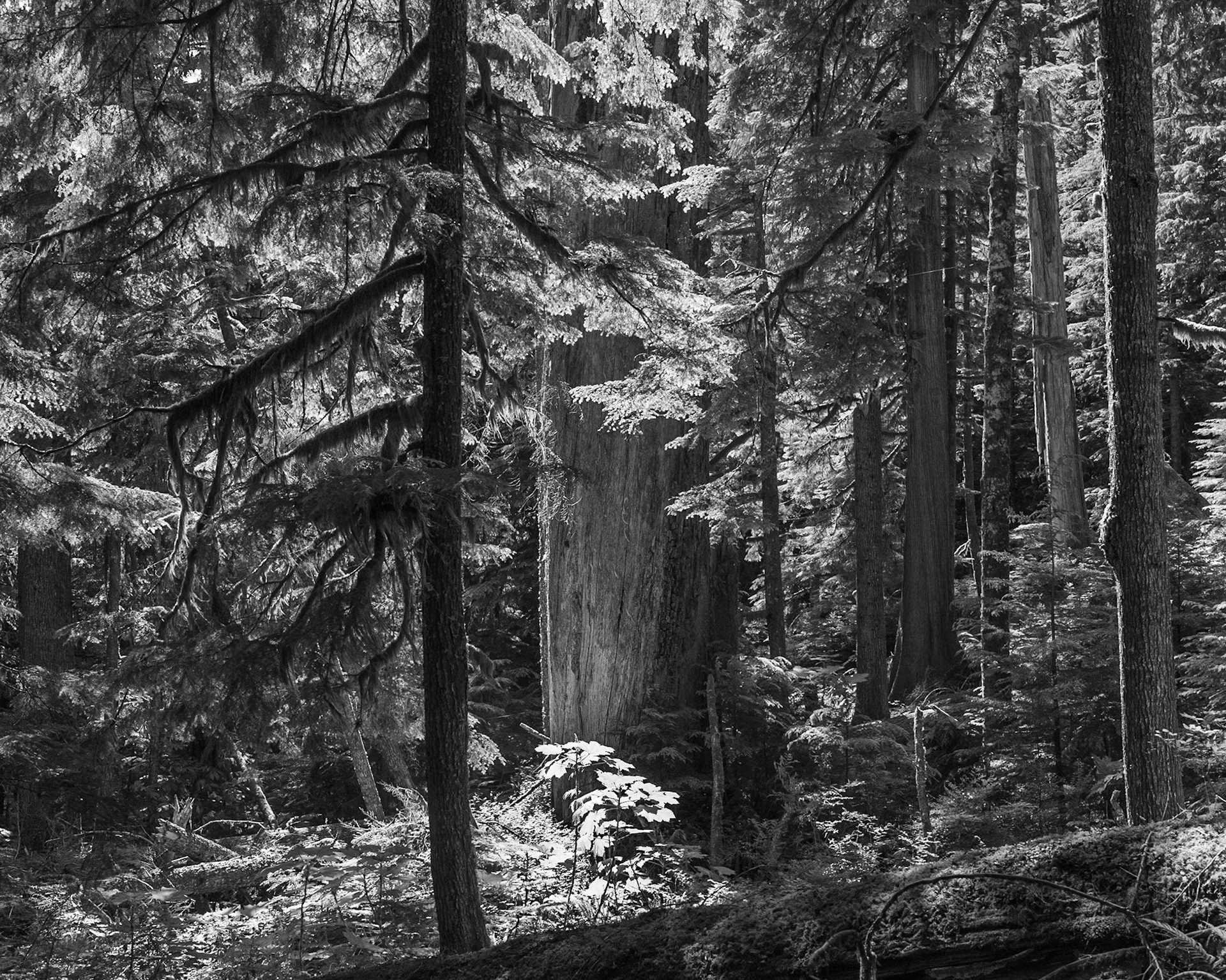 Douglas fir & Cedar - WA