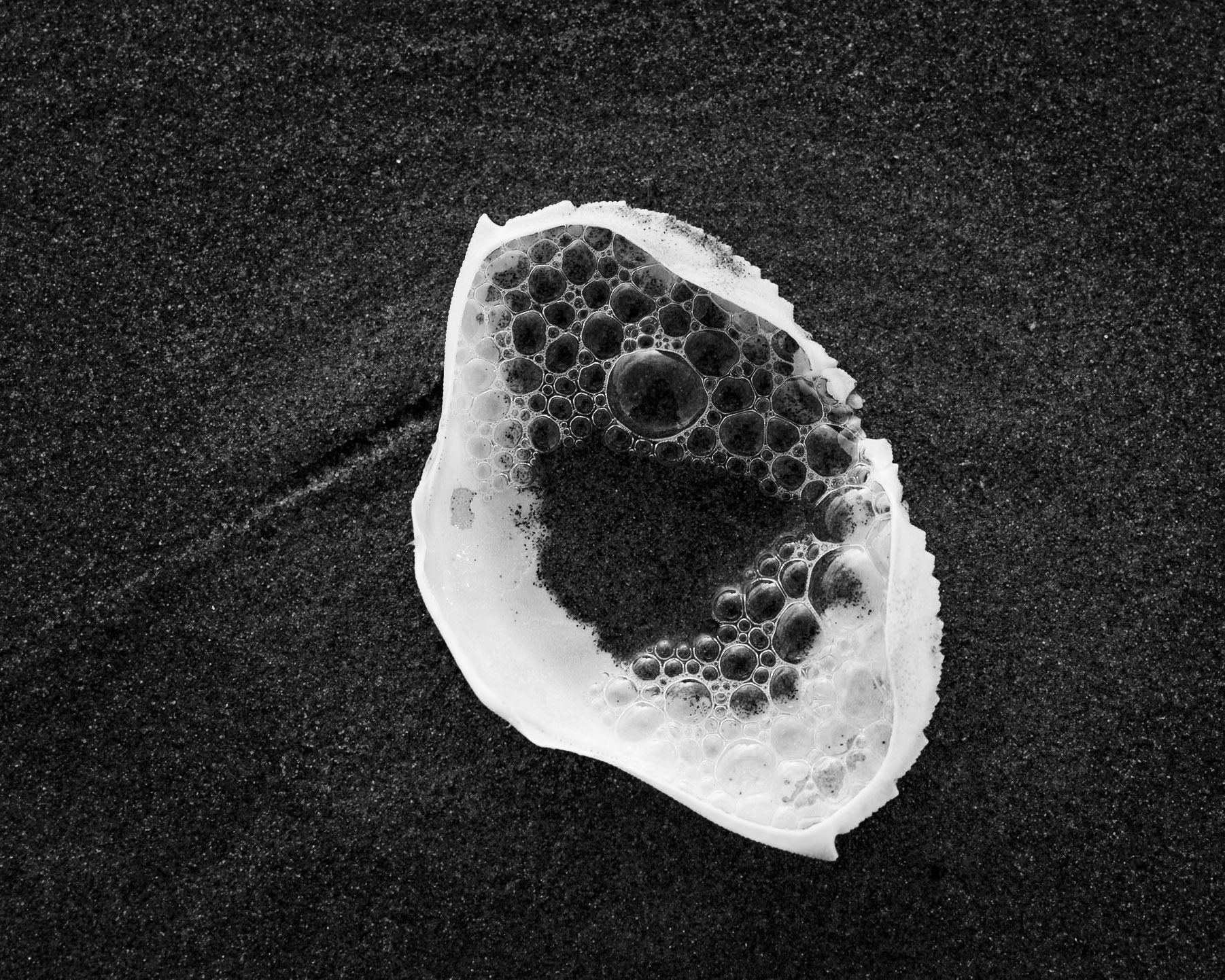 The upturned shell of a crab holds some of the sea from a recent wave - sand, water and a bit of foam.  We could say the same about each of us in that all life had it's origin in the ancient seas.  Even the saltiness of our blood and our tears reminds us of that. We all have this in common.