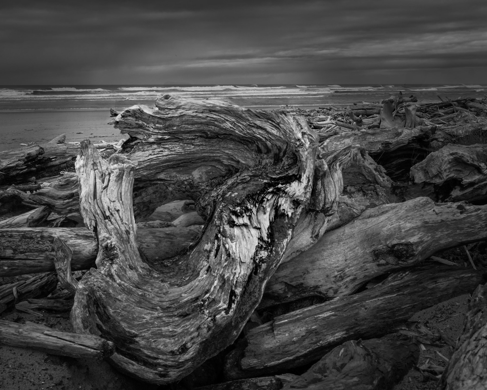Weather-tossed logs sit in a jumble at the edge of a beach.  Out of the chaos, a wreath-like form catches my attention.  A wreath of welcome or victory? Or does it celebrate persistence?