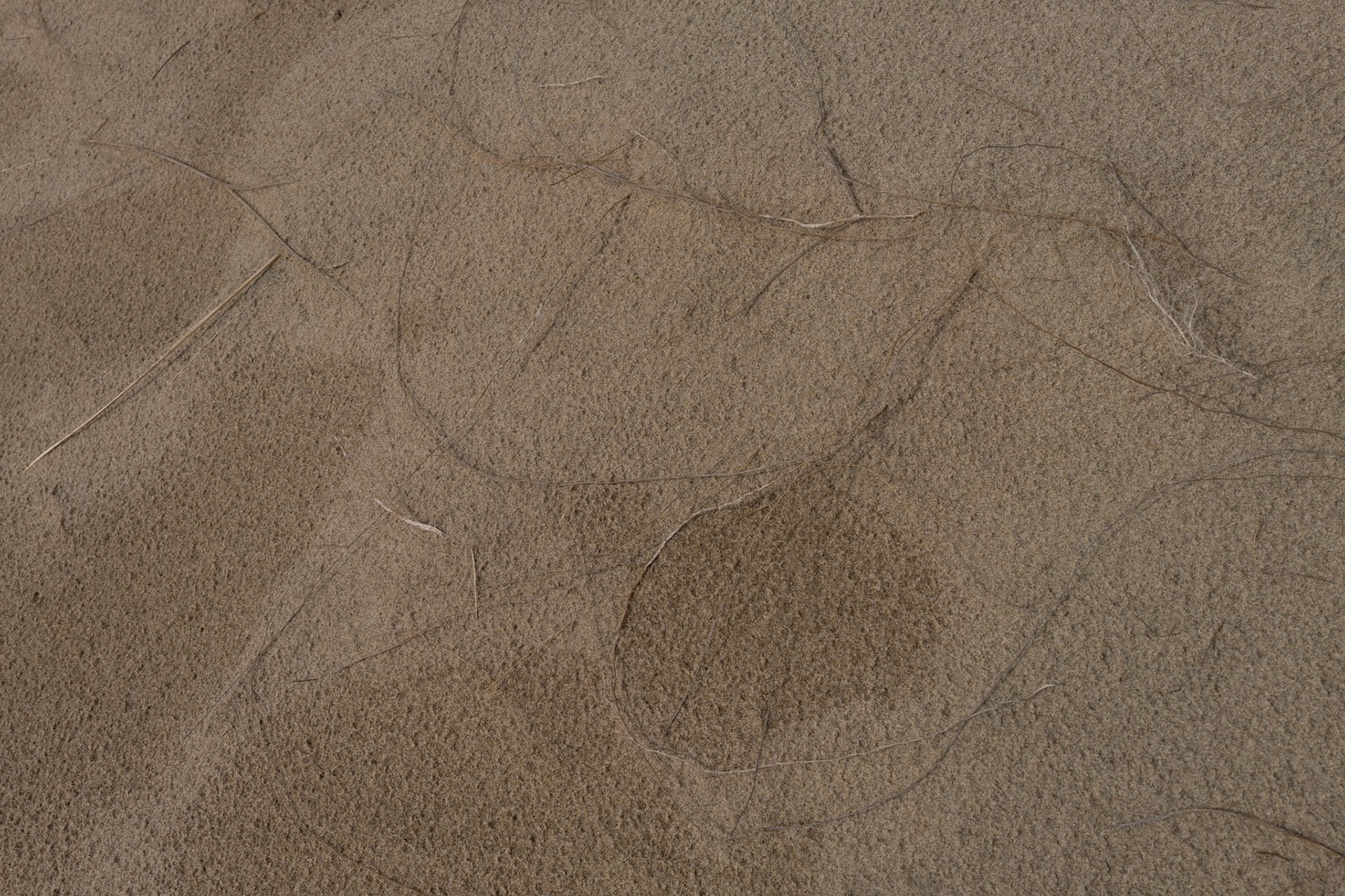 Long before there was the internet or even telegraph wires, there was the network of roots running over and through the soil. I wonder what messages they are sending?  Are any for me?