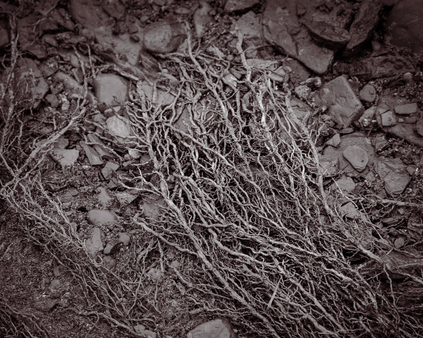 Sycamores produce a mesh of feeder roots that continuously grow towards the edge of the creek.  After the creek has subsided, newly exposed roots, stripped of protecting soil and looking like the coarse fur of some supernatural beast, begin to dry out in the air.