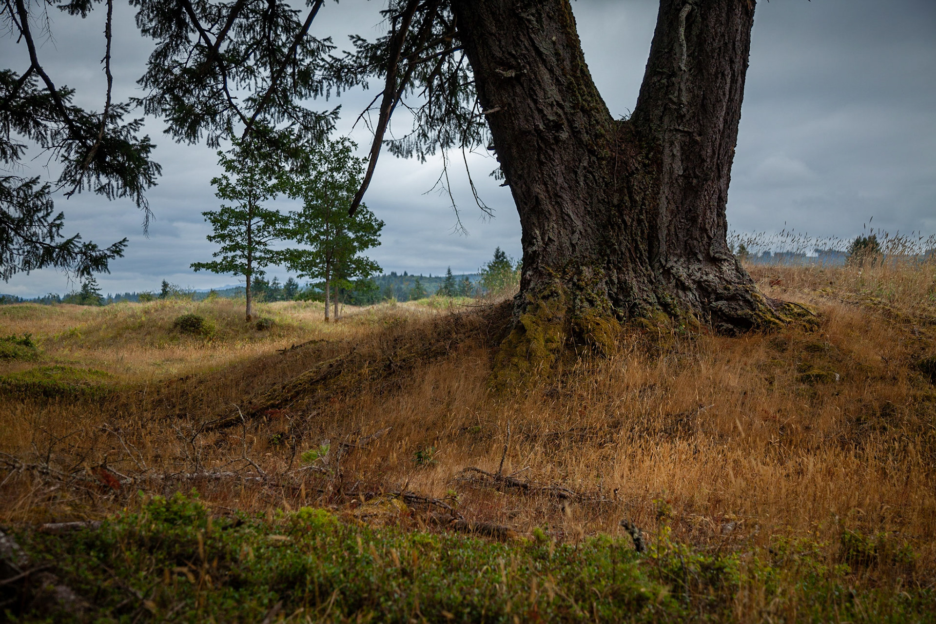 The origin of the Mima Mounds, a mounded prarie, is in dispute.  One theory proposes that they were created by pocket gophers. Trees , such as this Douglas fir, have been encroaching upon the mound-fields and may have been removed by the native inhabitants in the past by burning.