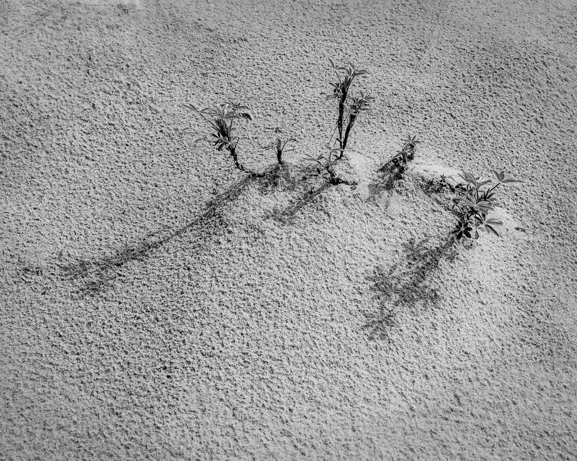 These diminuitive lupine plants with their long shadows look like an oasis of date palms as they might be photographed while flying over a desert. Where are the camels?  What tinny creatures of the dunnes stop at this oasis?