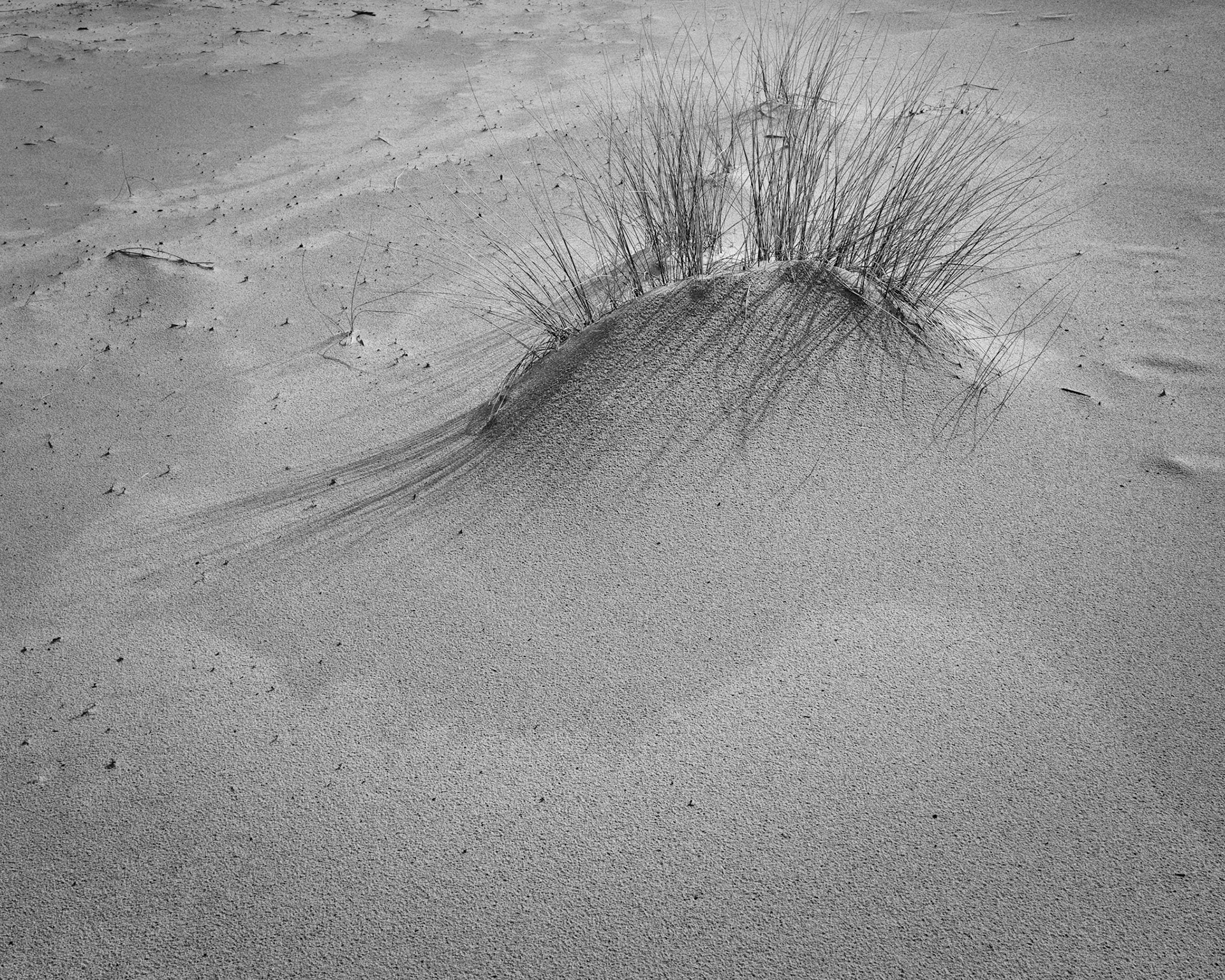 This beach-grass is adapted to life in the coastal dunes. As the base of the grass captures the wind-blown sand, new sprouts grow grow upward toward the surface and root allowing the grass to survive as the little mound continues to grow higher.  Adaptation is another one of Nature's survival strategies.