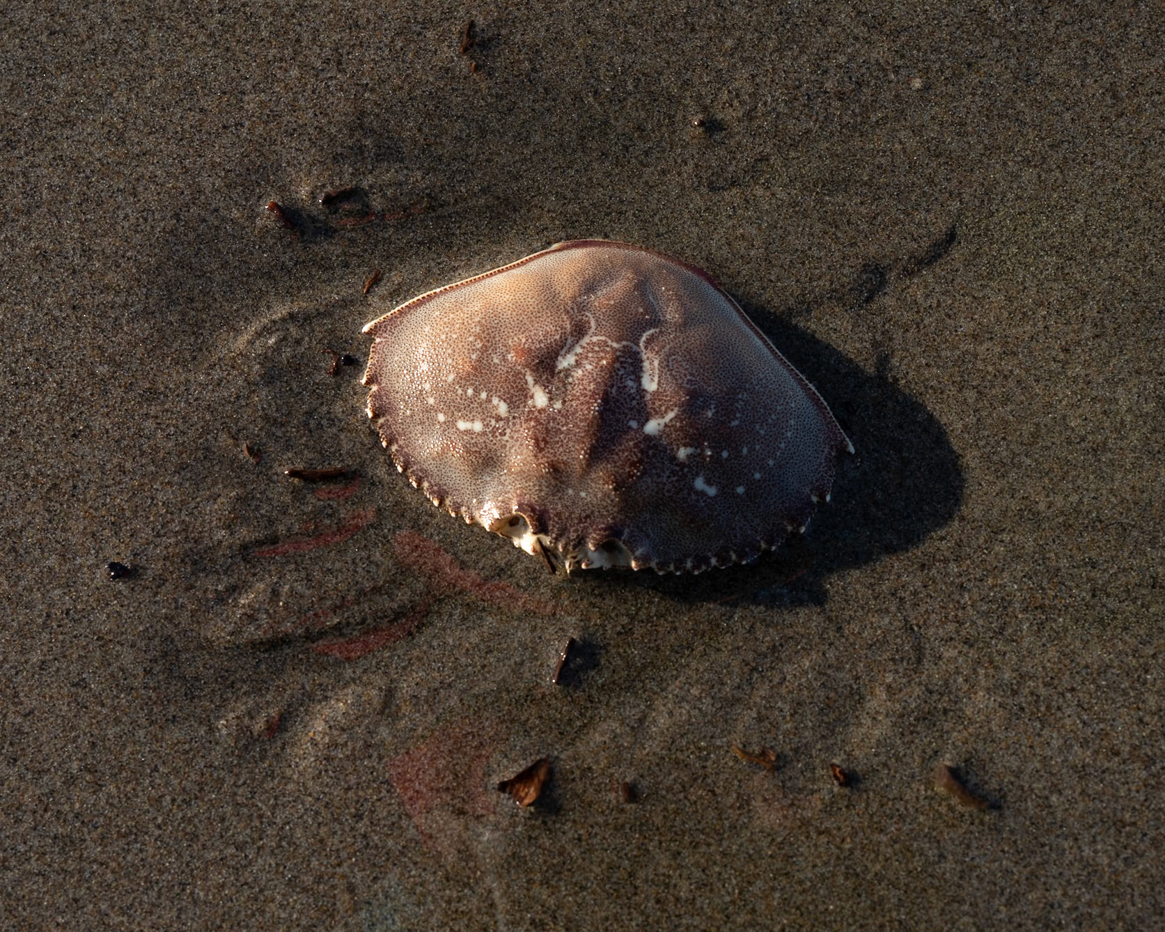 An empty crab shell is all that remains after life has vacated its form.  I ask myself, what will remain of my life when I have come to my end?