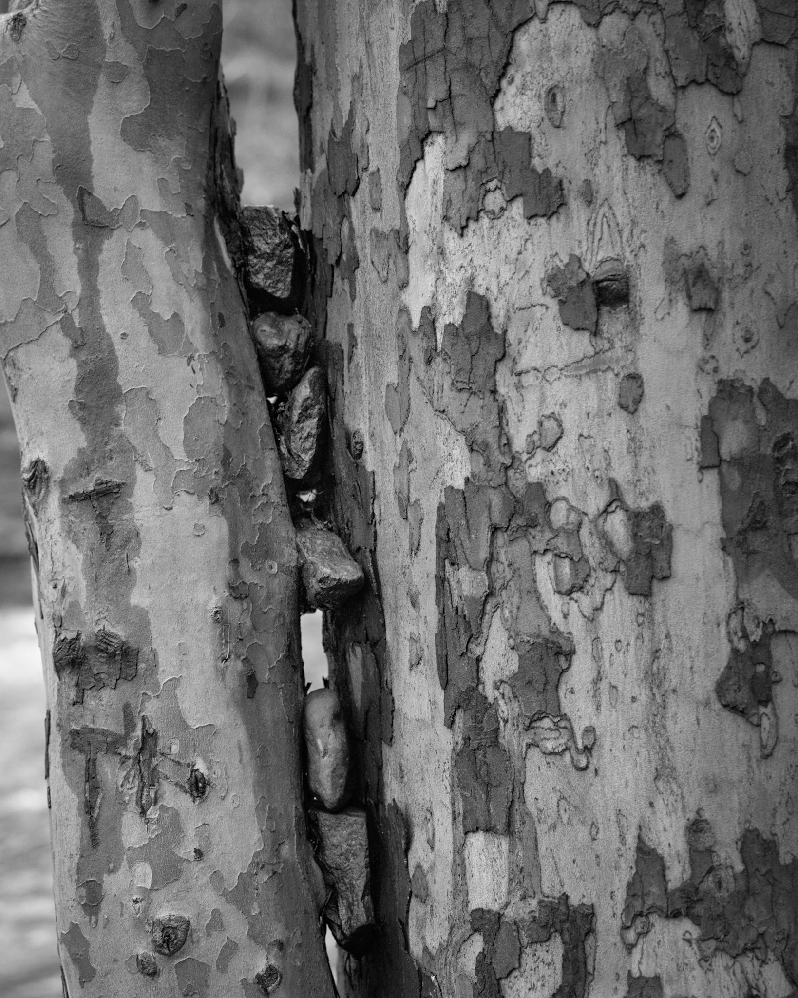 Stones plucked from the creek and wedged between tree limbs provide evidence of the extent and fury of the floodwaters of the previous spring. For this to have occurred, this tree must have been submerged in over five feet of turbulent water.