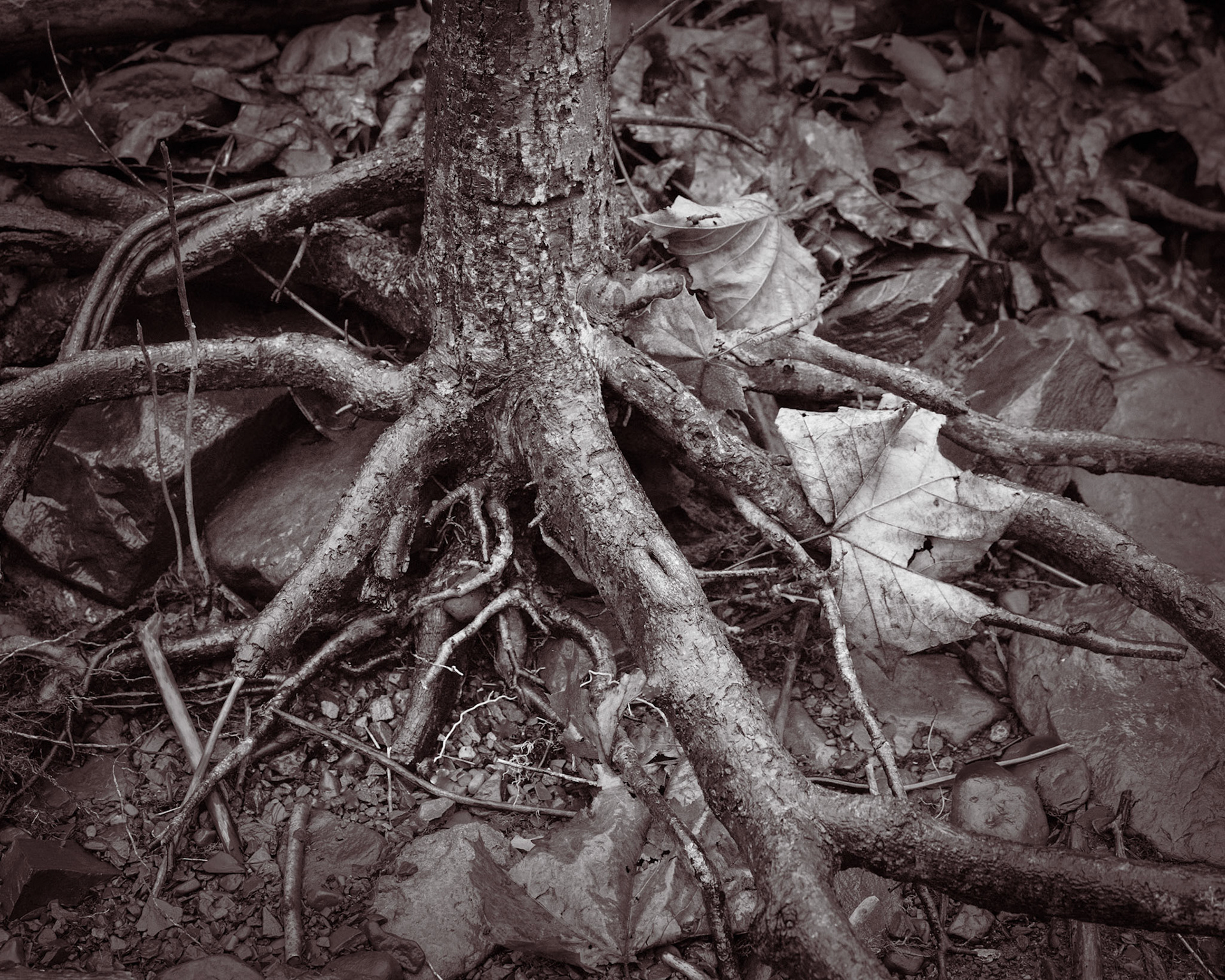 Stilt-like trees are created when the creek strips the gravely soil from underneath the roots.  This is another way that other native trees of the flood-plain have adapted.