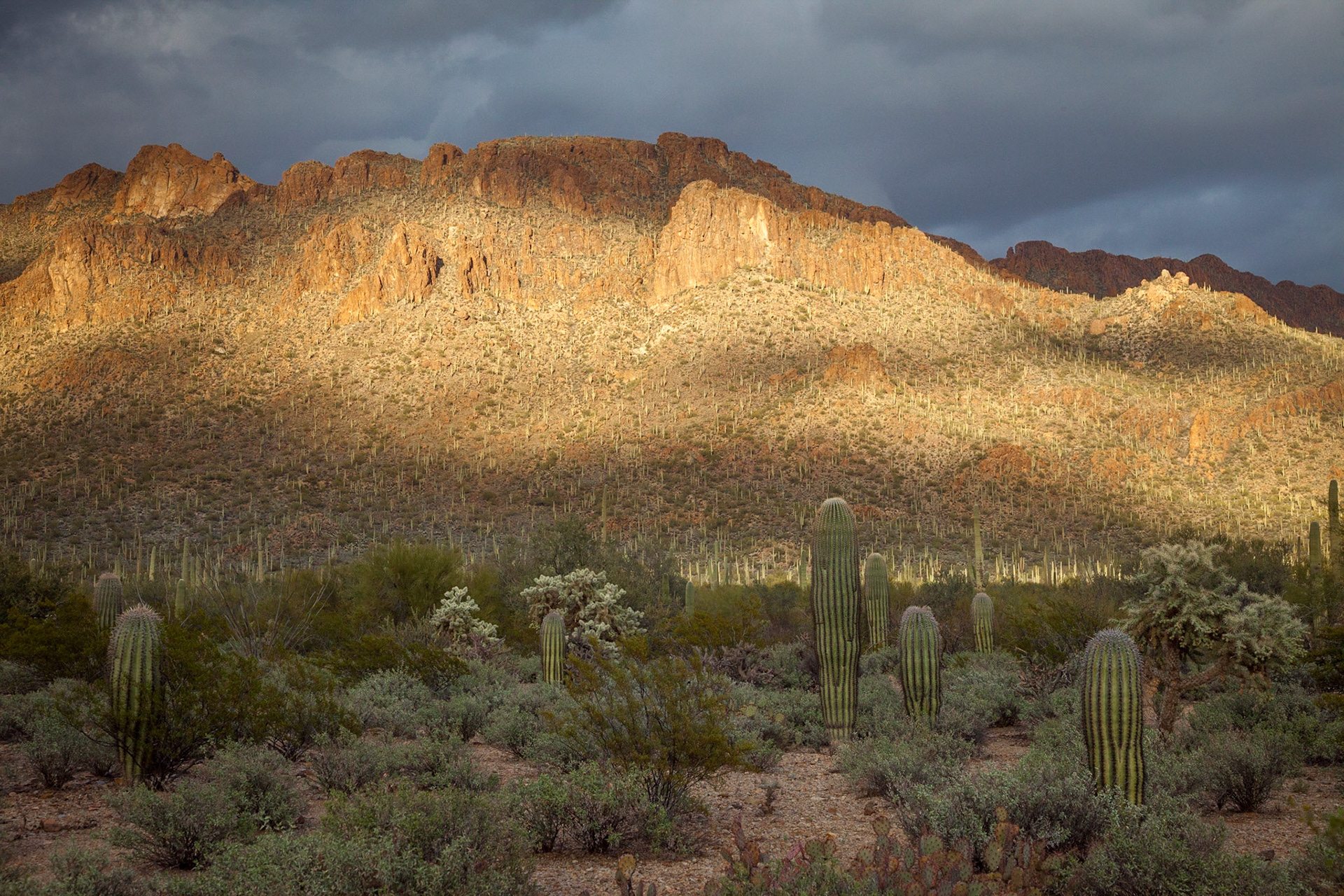 Setting sun casts a shadow over the desert floor in Saguaro National Park - Tucson Mountain District (West), Arizona