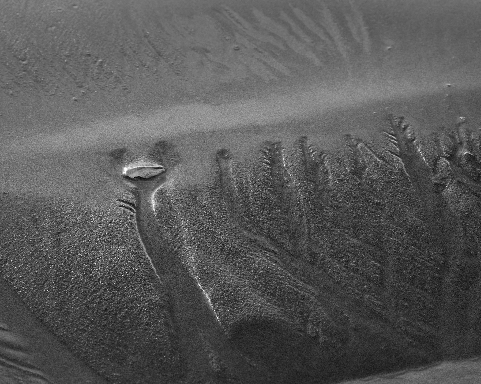 Nature's repeating patterns appear in different landscapes and environments. On the ocean shore, the receding water has carved out a denndridic pattern in the sand.