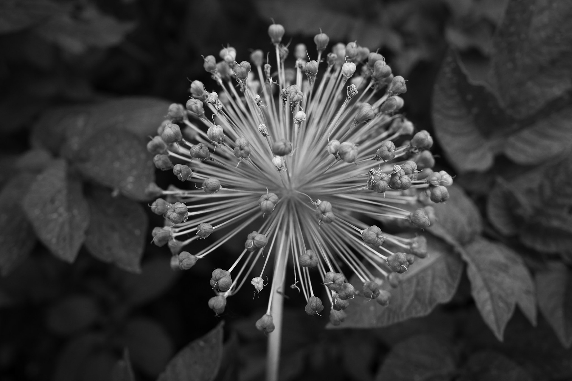 Maturing flower showing seed development