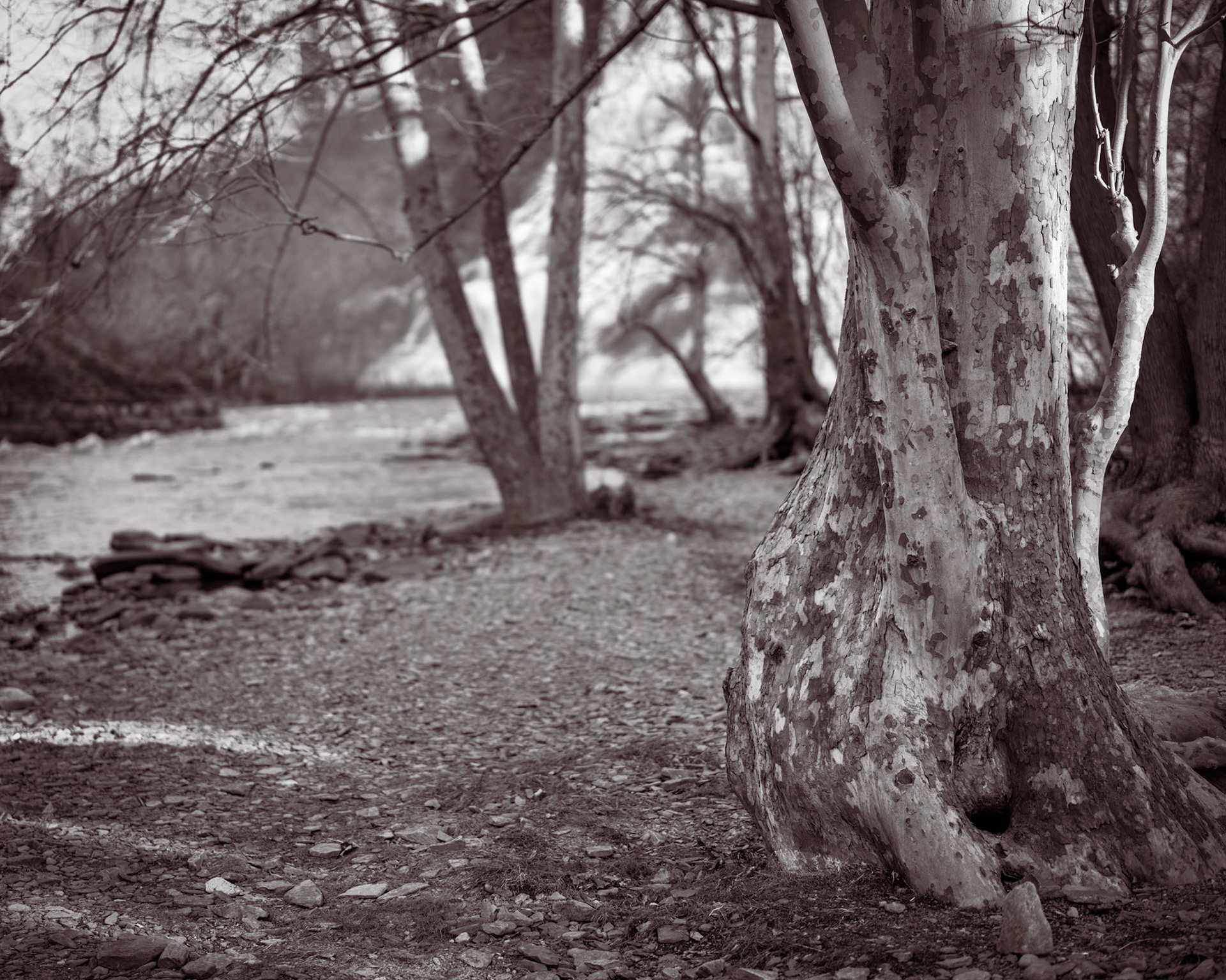 American sycamores grow in the gravely soil alongside Fall Creek. Ithaca Falls is visible in the background. It once provided the water-power for several small manufacturing industries.