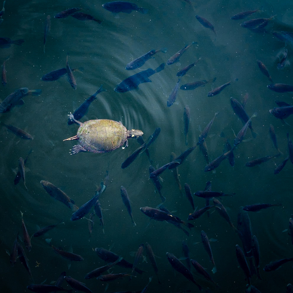 Painted turtle and fish in Houston Pond, Cornell Botanic Gardens