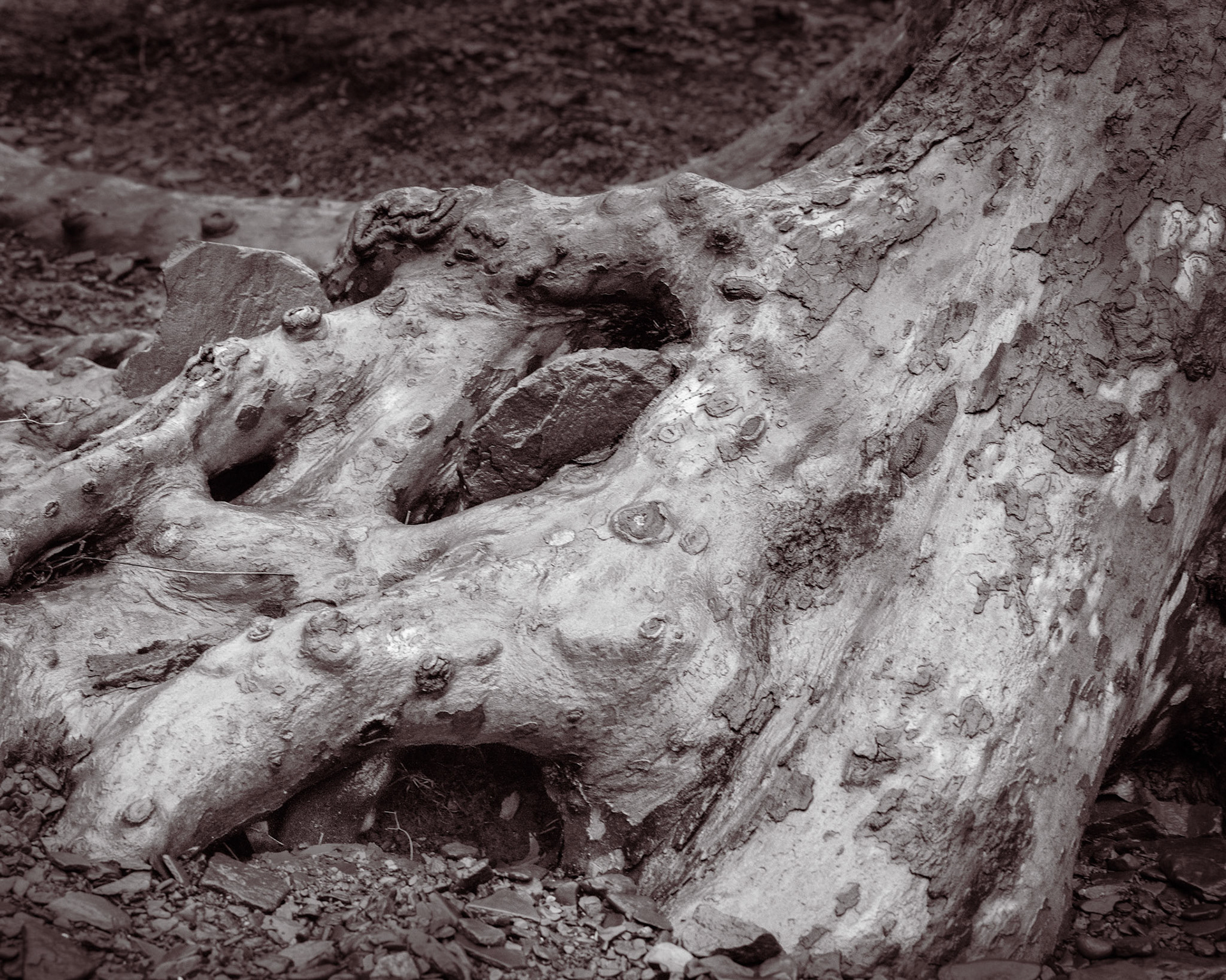 A pair of flat stones are wedged into the trunk of a sycamore. The tree grows around the stones within the course of several seasons, appearing to cradle them.