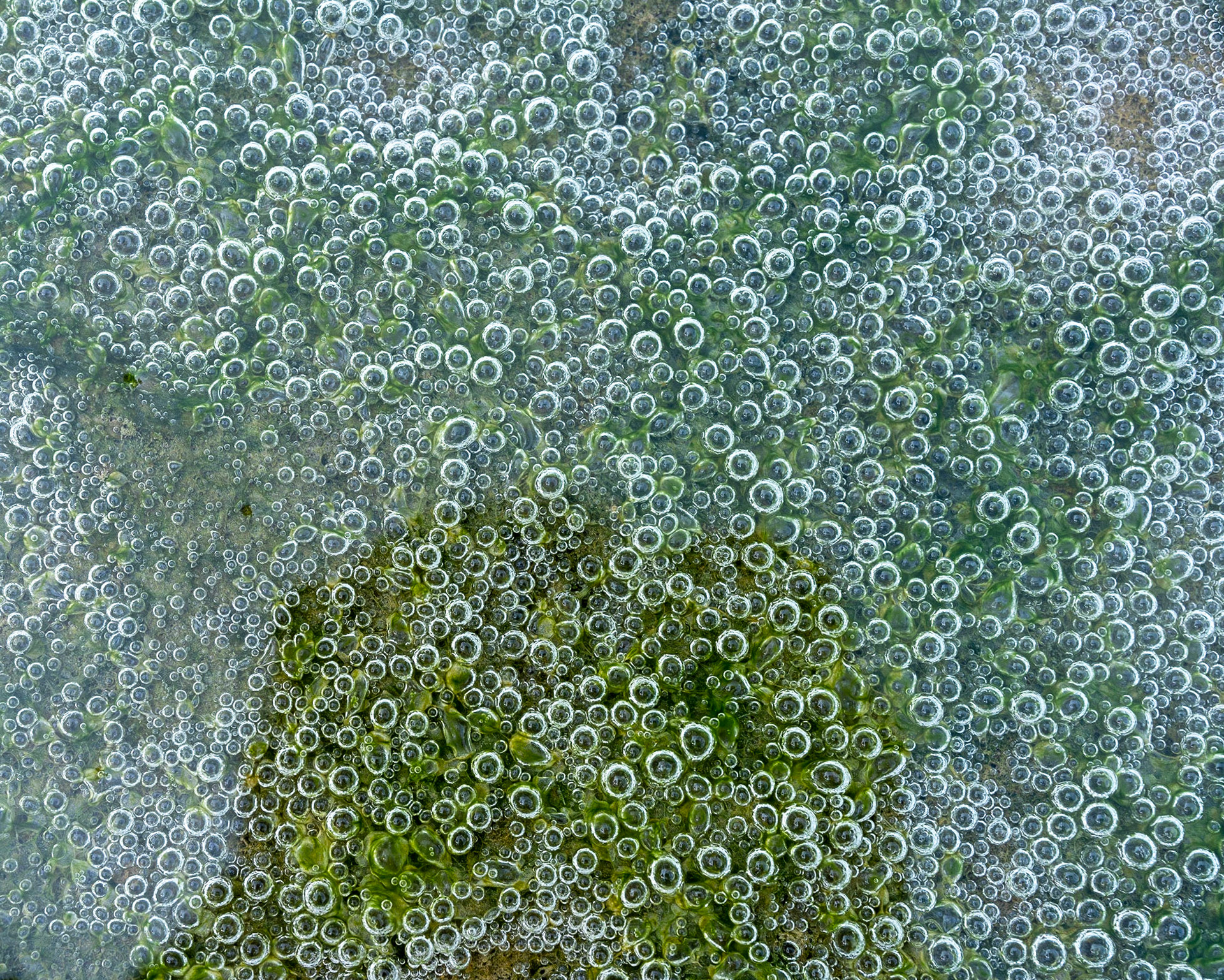 Bulbles of oygen, a byproduct of photosynthesis, are trapped above a mat of algae