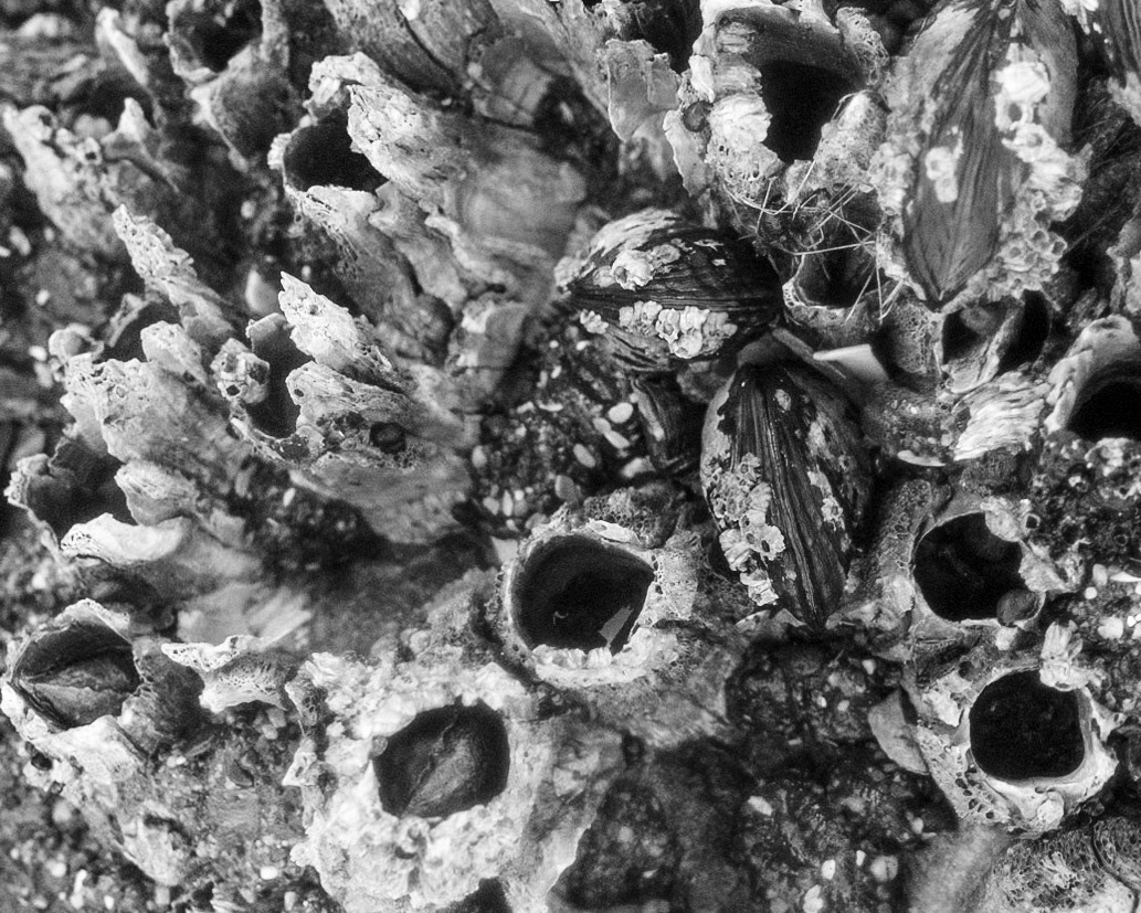 Looking like dark black eyes, empty protective "shells" are all that  remains of once-living barnacles.
