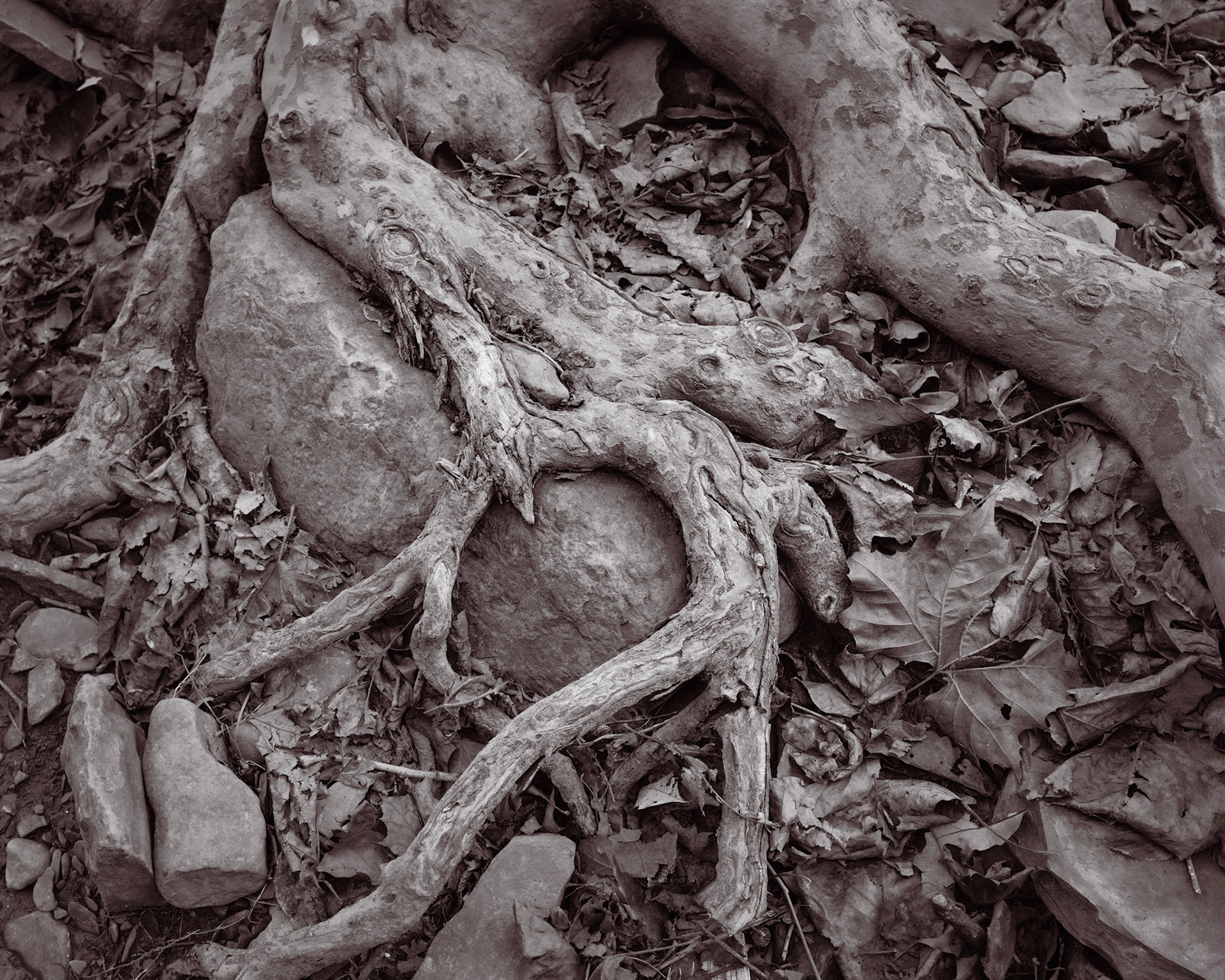 The sycamores have evolved powers of resilience equal to the assaults of nature. Their roots are able to grow over larger rocks and slabs of shale seemingly as easily as slime-mold grows along rotting logs. This helps anchor the trees.