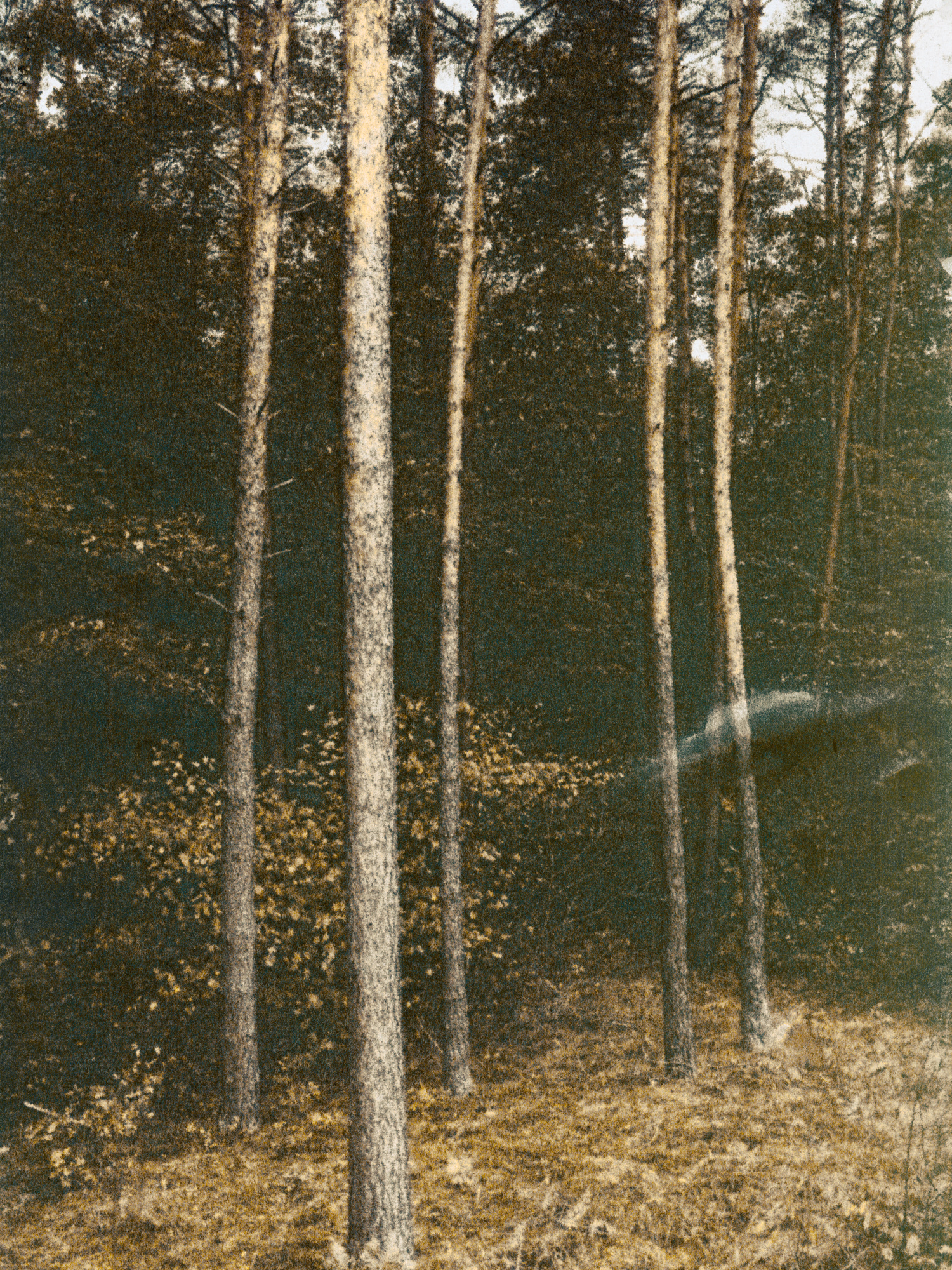 Wälder bei Parzcew III