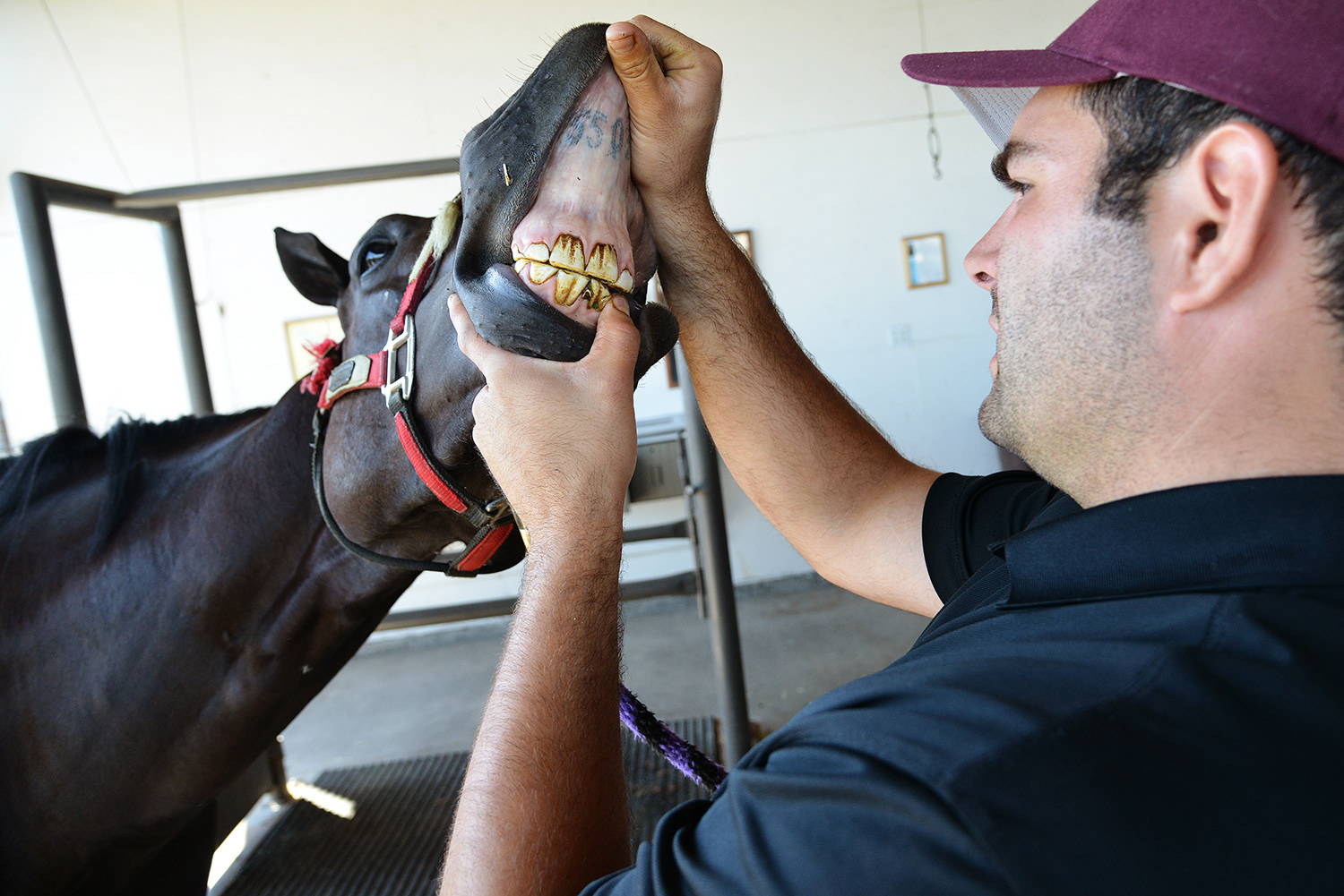 Veterinarian Eugenio Mannucci checks the dental health of a three-year-old quarter horse Monday, July 14, 2016, at the Oregon Trail Veterinary Clinic in Hermiston, Oregon.