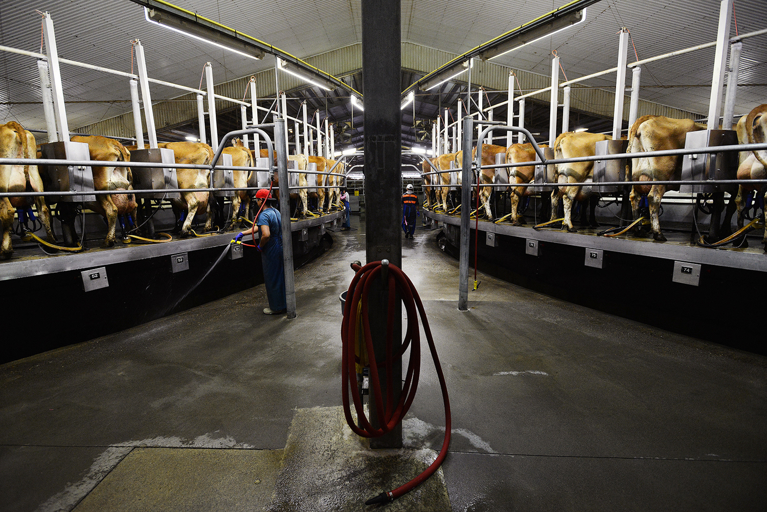 Twin carousels simultaneously milk 80 Jersey cows on each side while slowly revolving in the milking parlor at the Columbia River Dairy on Wednesday, Oct. 13, 2016, outside of Boardman, Oregon. The Columbia River Dairy produces 165,000 gallons of milk per day.