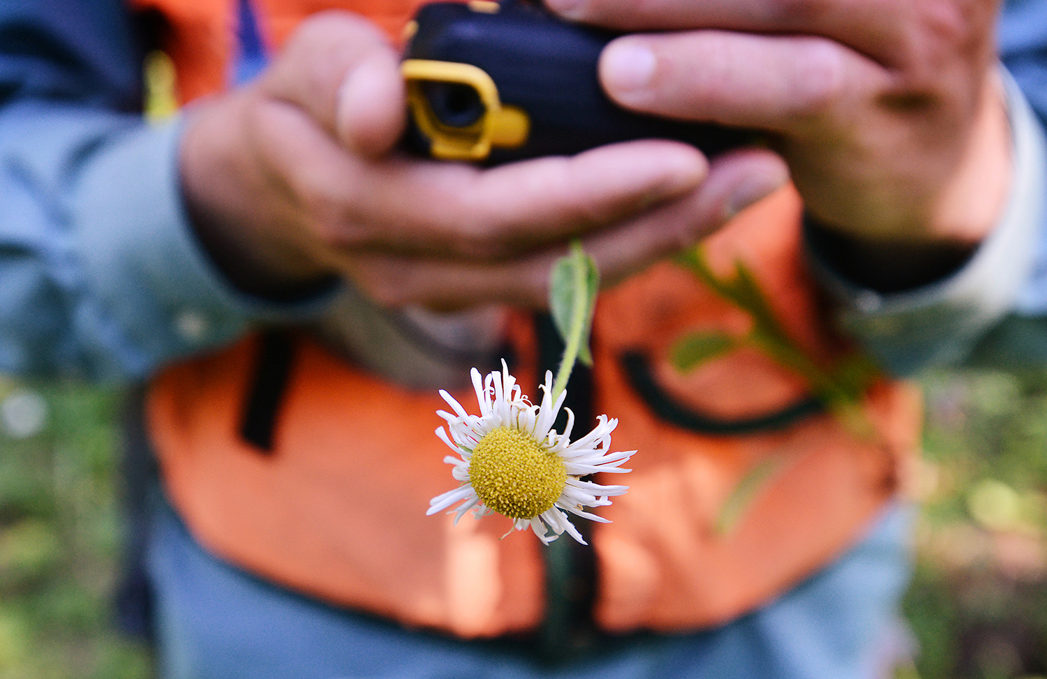 Biologist Tom Brumbelow with the U.S Fish and Wildlife Service holds a flower, called Coulter’s fleabane, while entering the plant into a hand-held computer database during a expedition to catalog plant species, Wednesday, July 24, 2013, in the Umatilla National Forest east of Pendleton, Oregon.