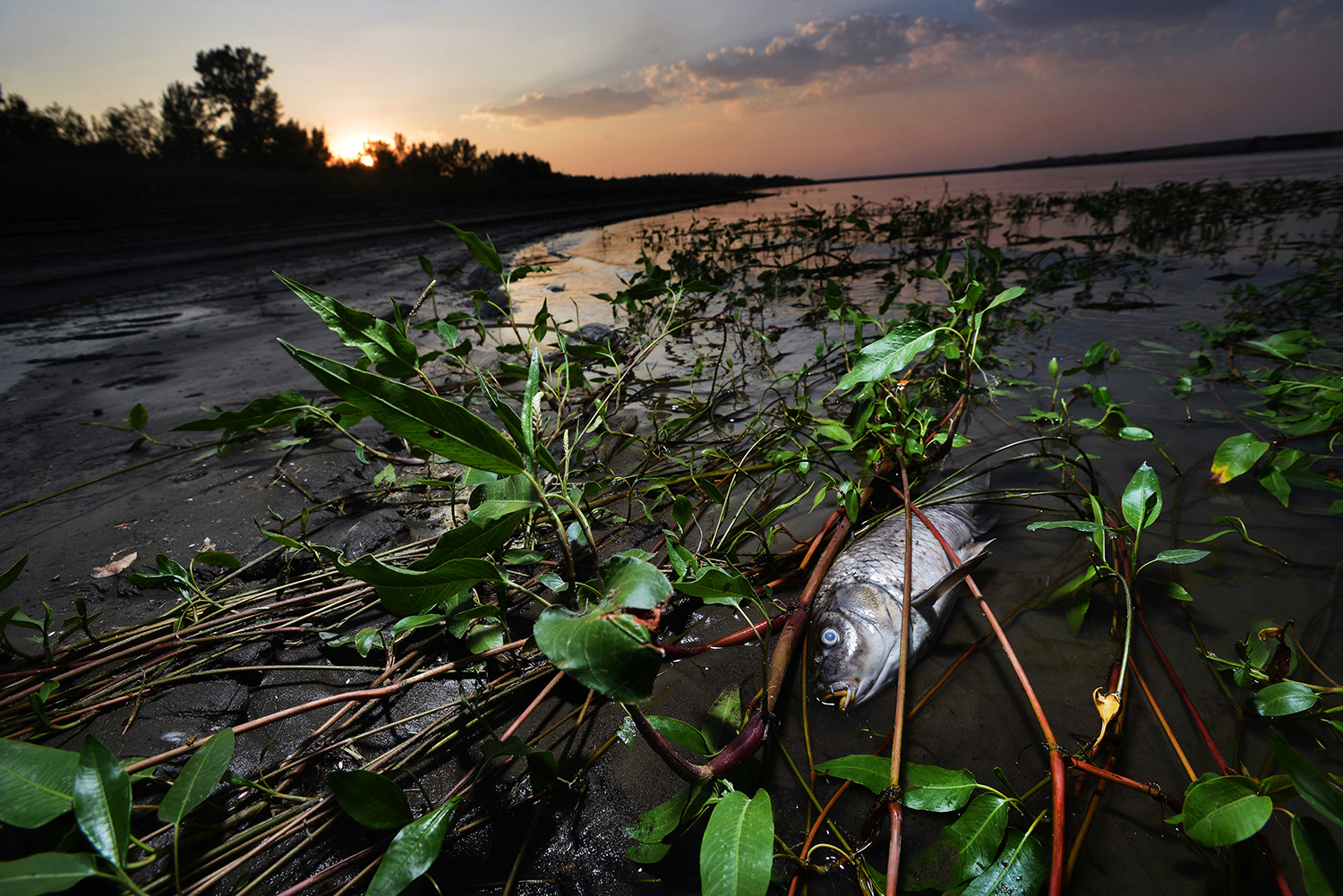 A dead carp lies tangled in the weeds on the shore of McKay Reservoir on Wednesday, July 8, 2015, south of Pendleton, Oregon. Due to below average winter precipitation the reservoir is currently at 50 percent of capacity causing oxygen levels in the reservoir to fall dangerously low.  