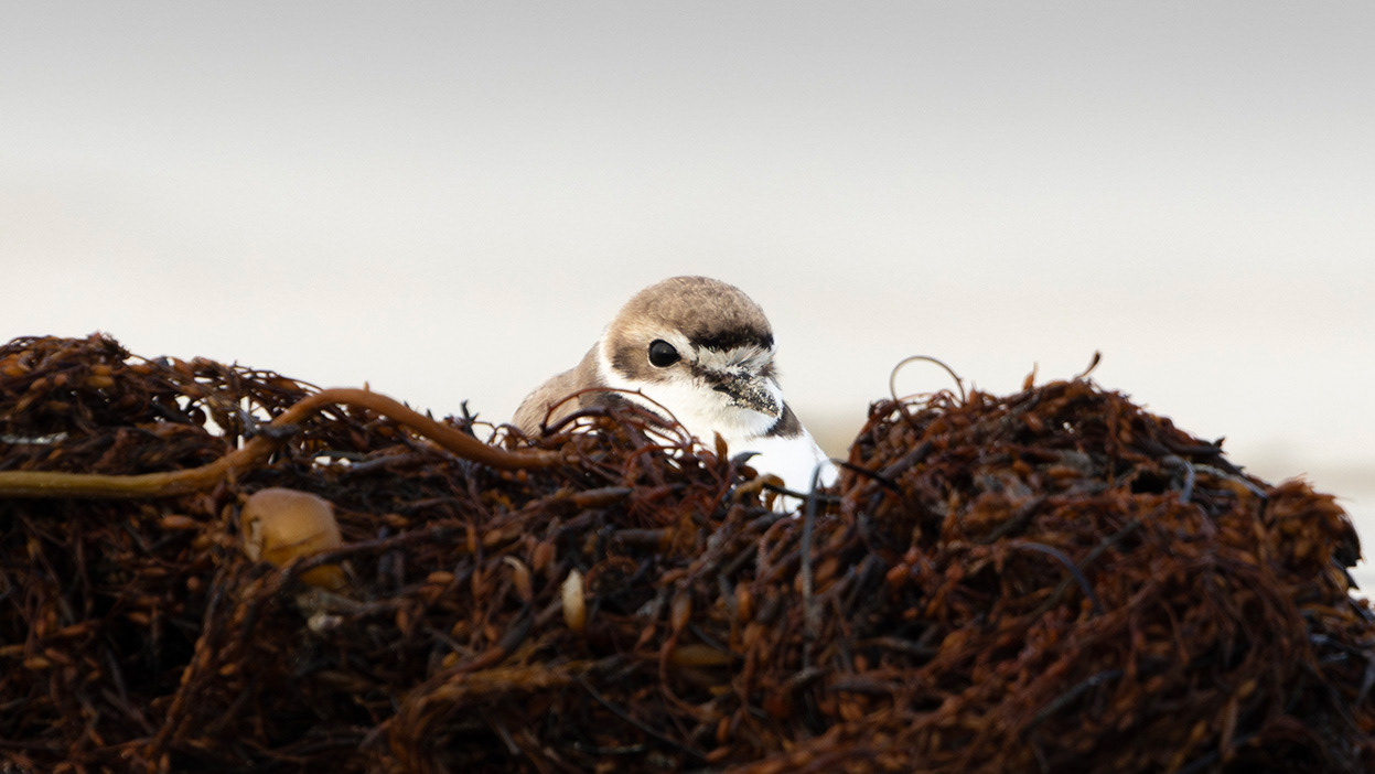 Snowy Plover