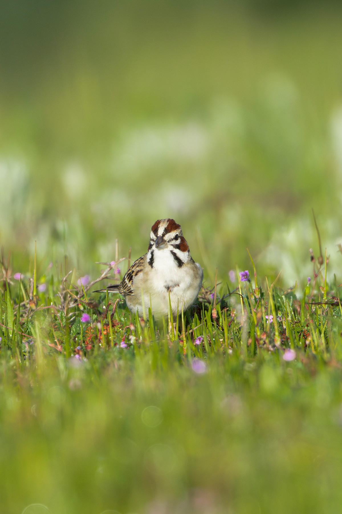 Lark Sparrow