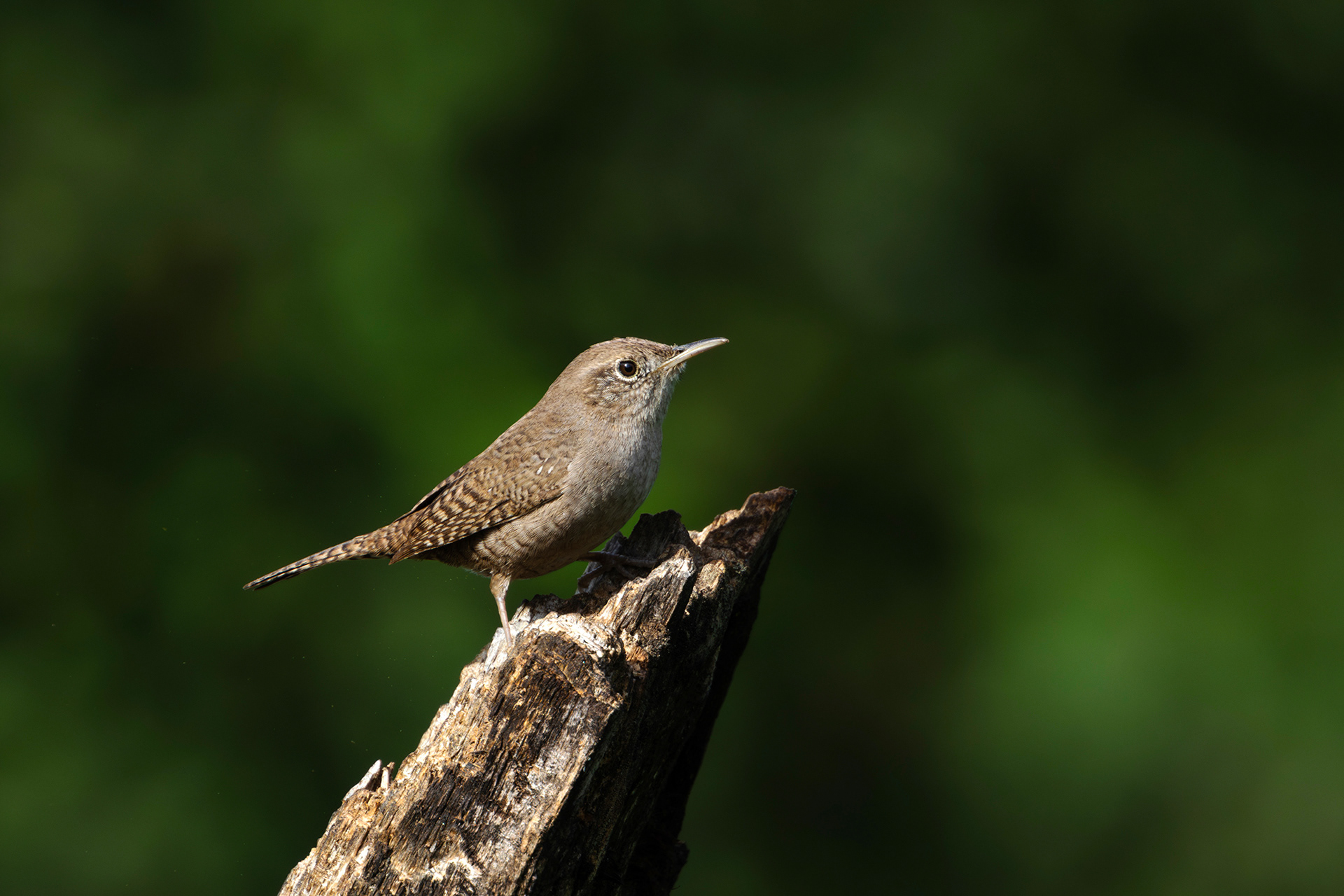 House Wren