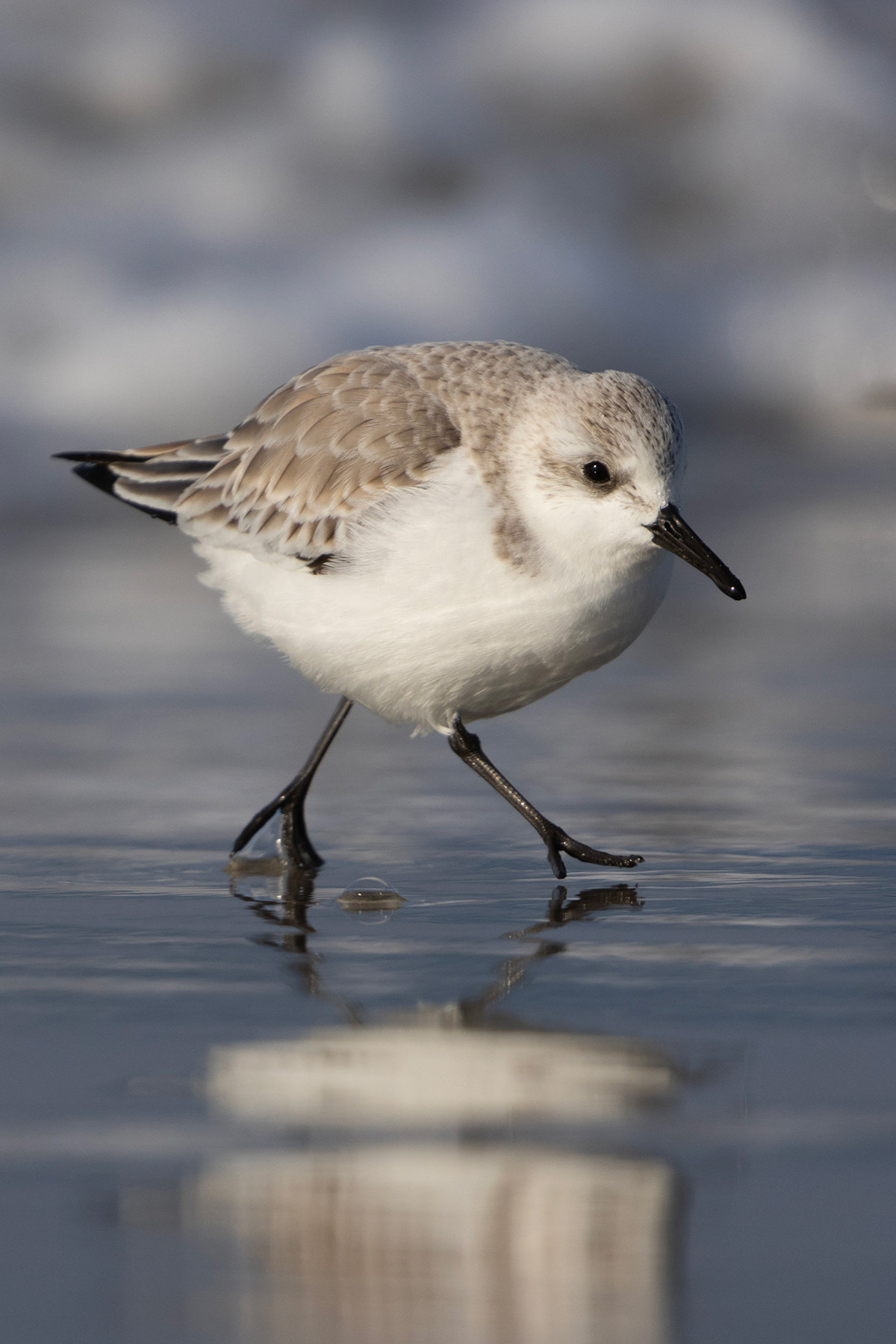 Sanderling