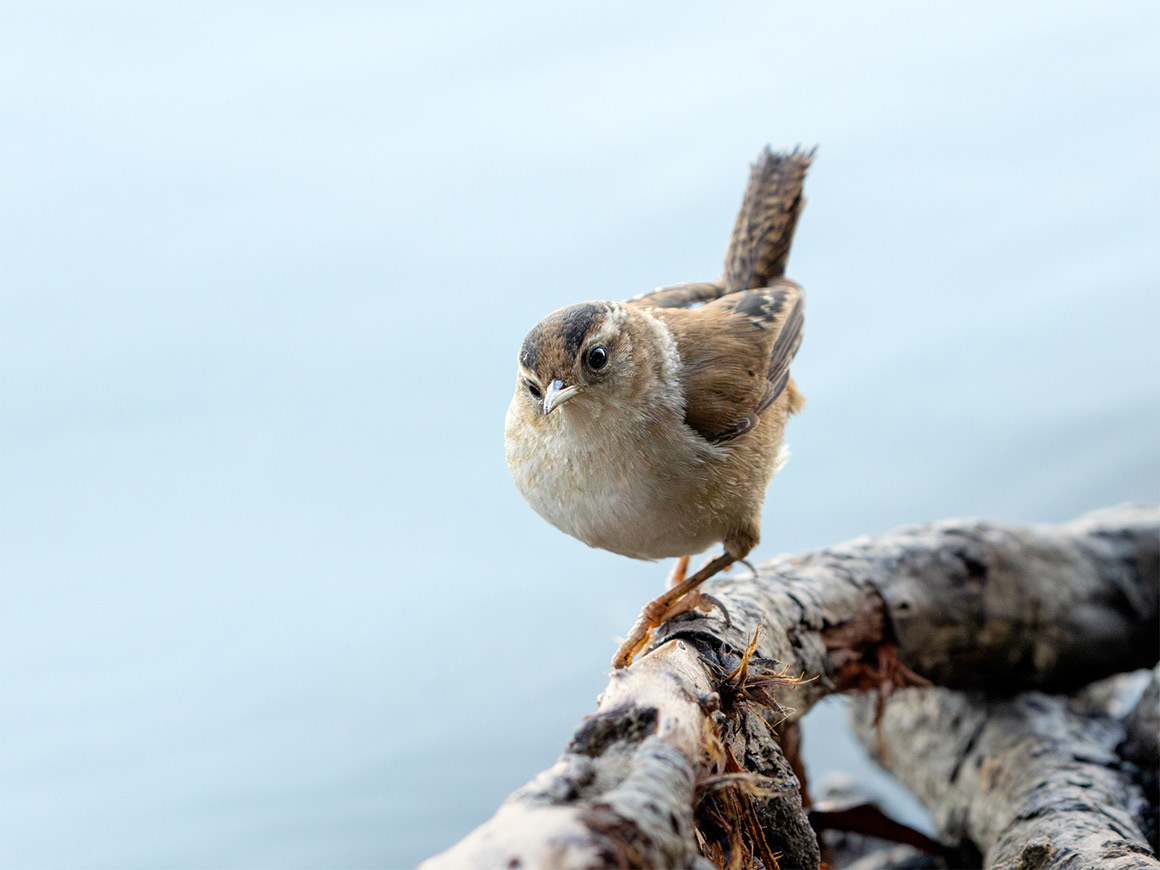 Marsh Wren