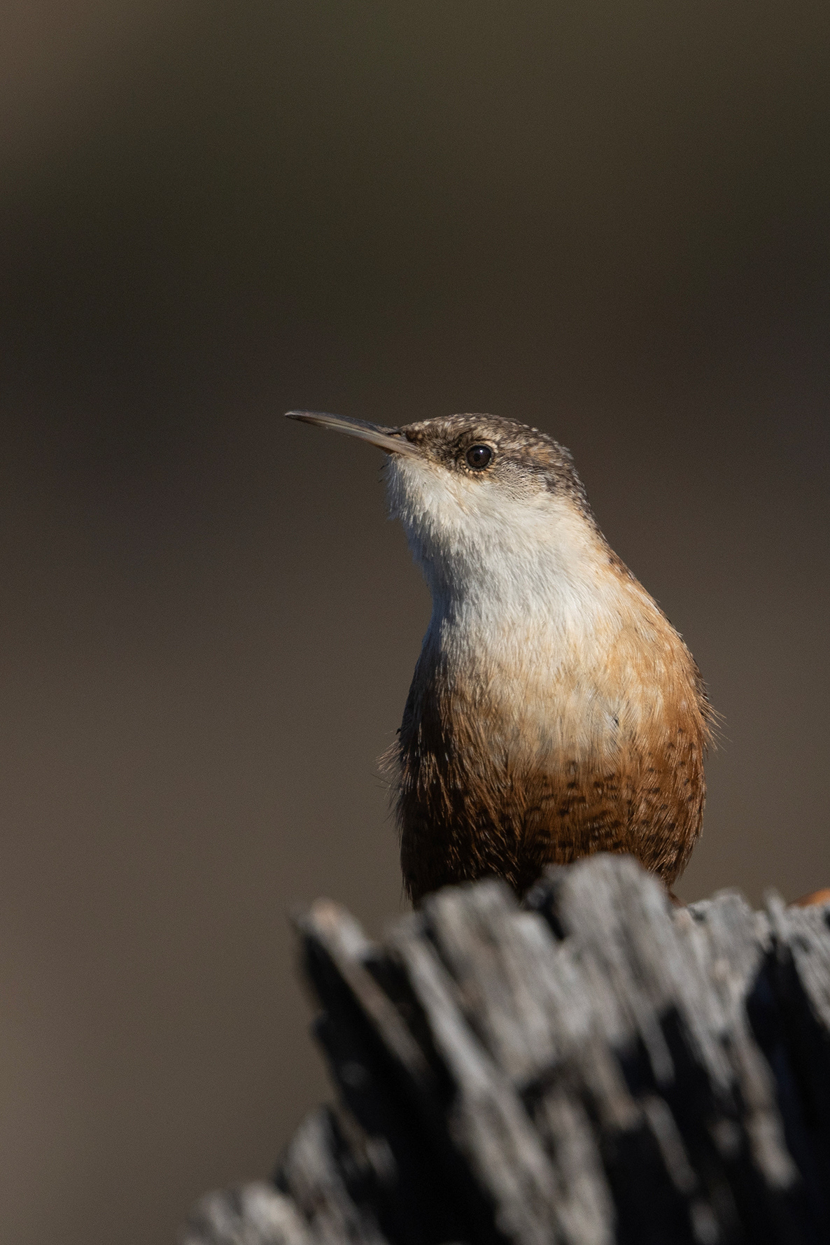 Canyon Wren