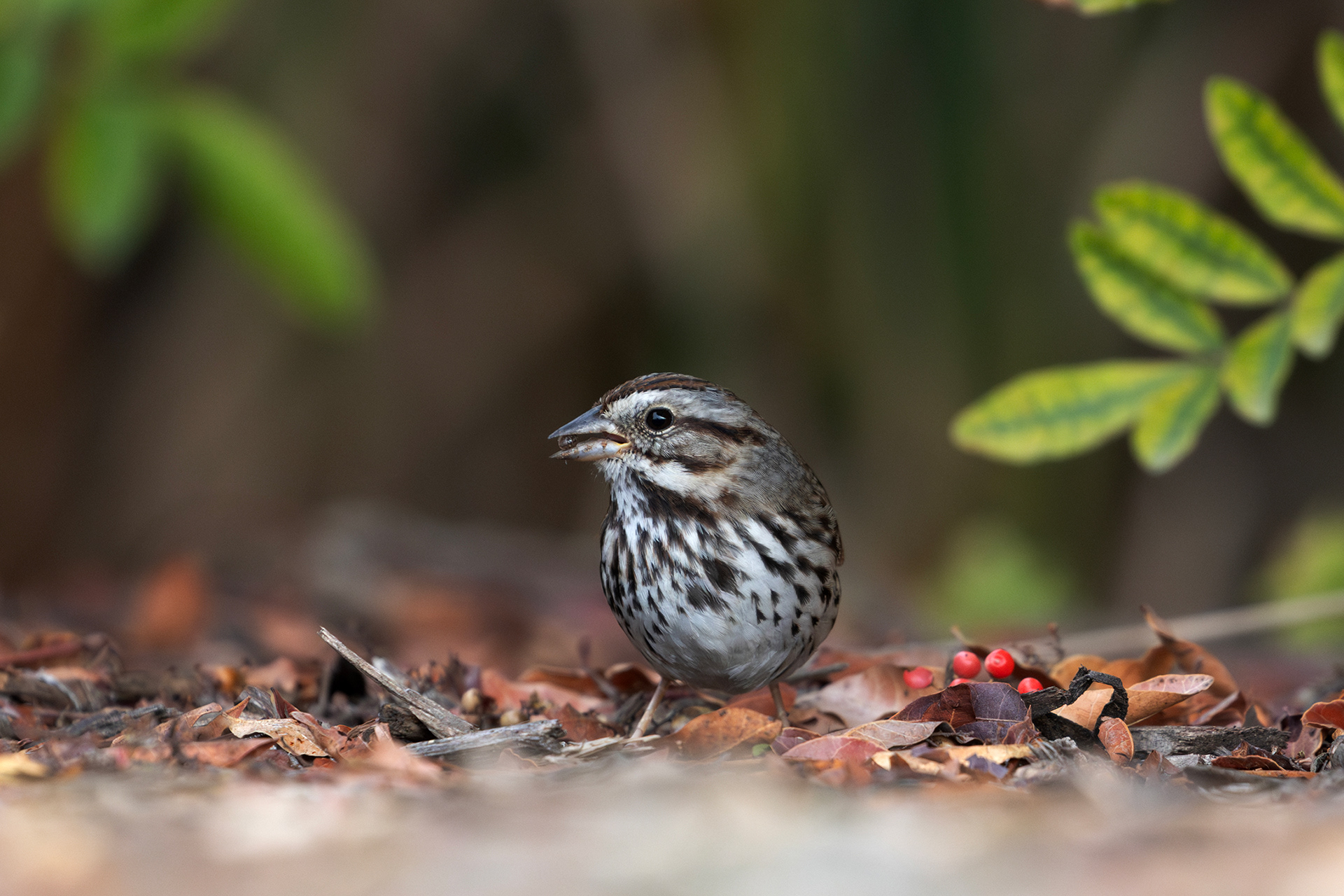 Song Sparrow