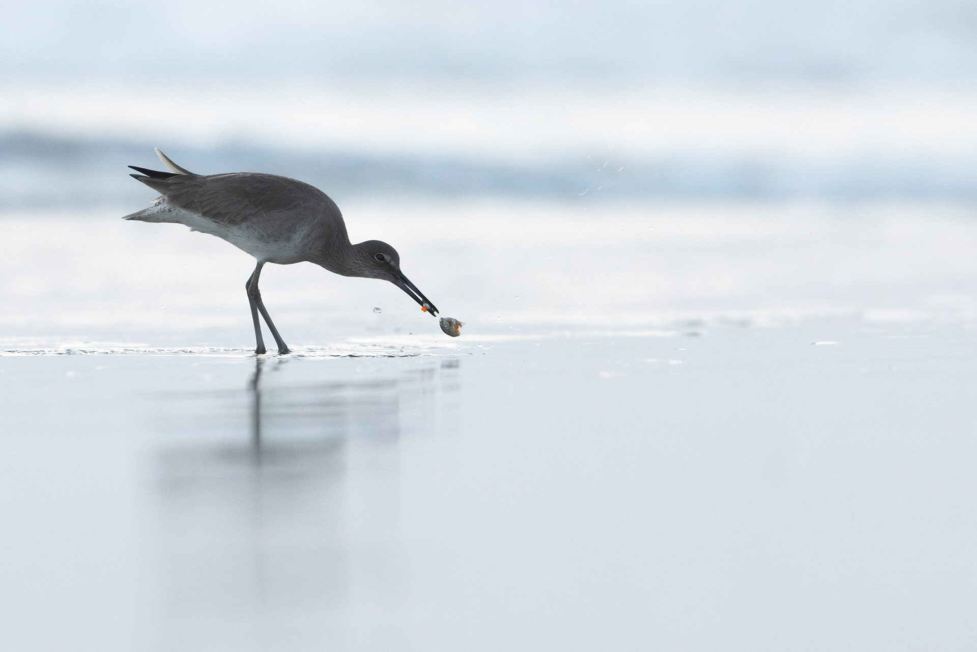 Willet