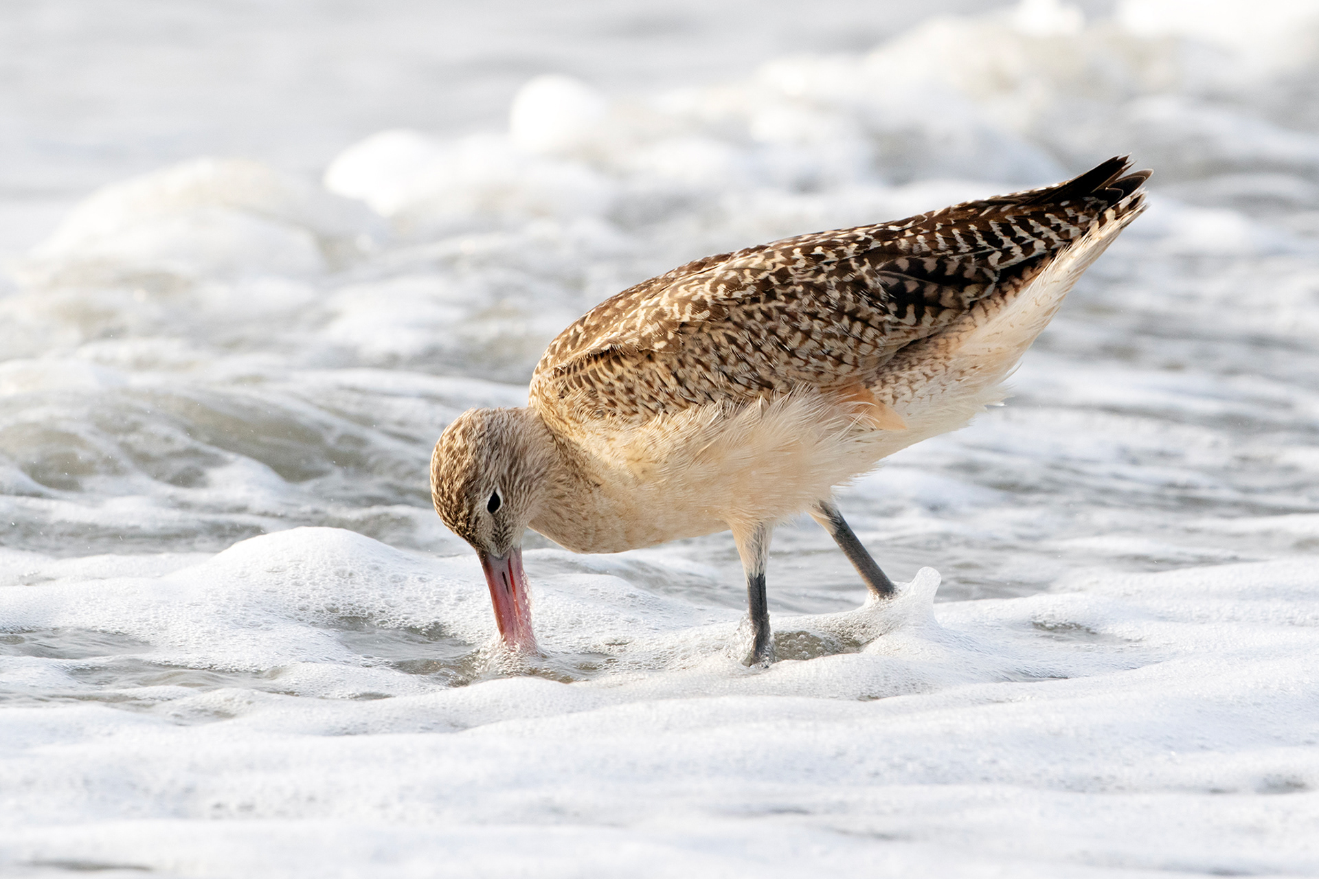 Marbled Godwit
