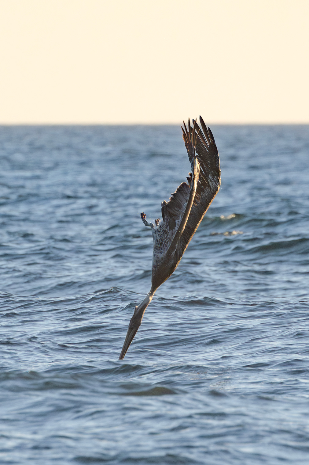Brown Pelican