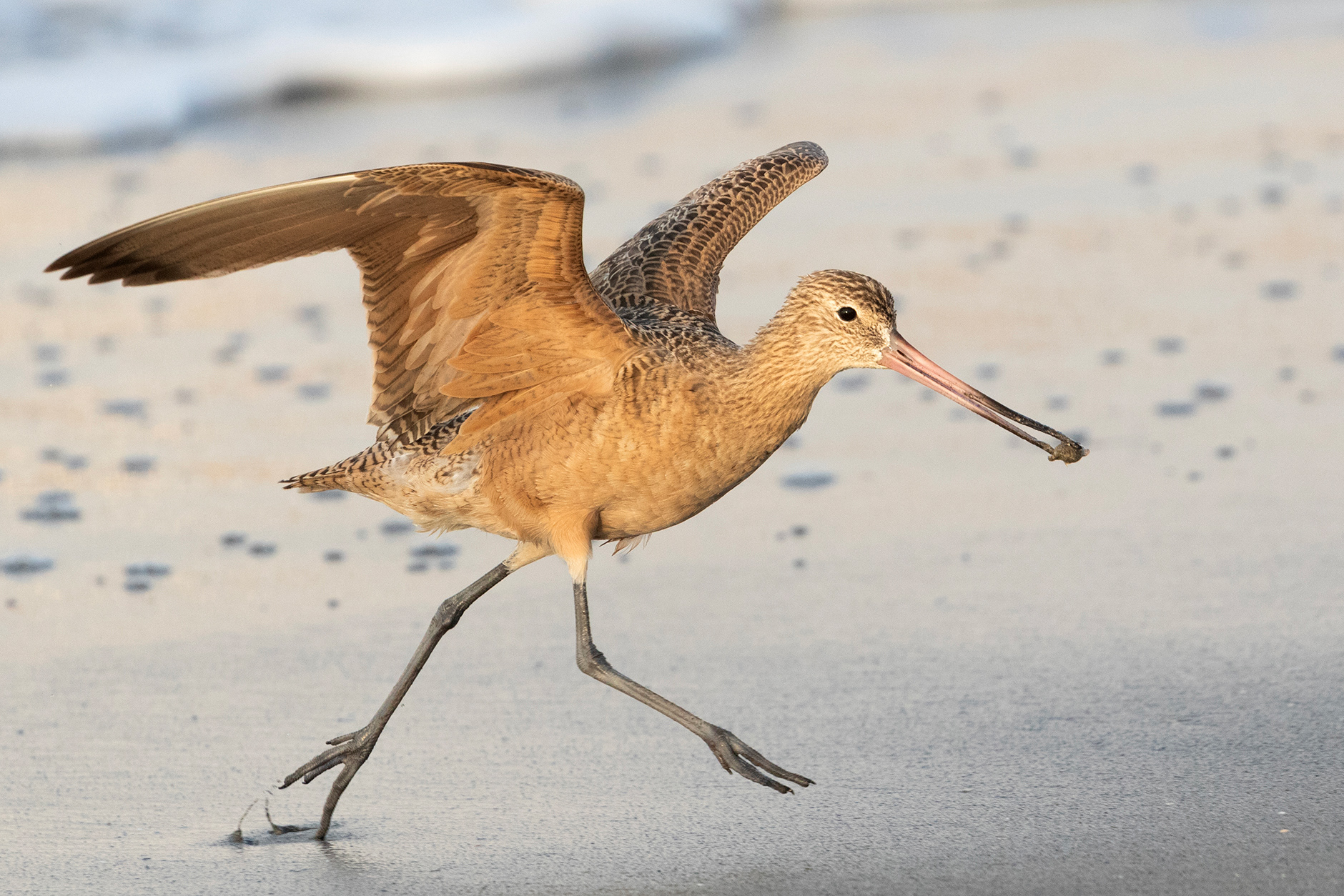 Marbled Godwit
