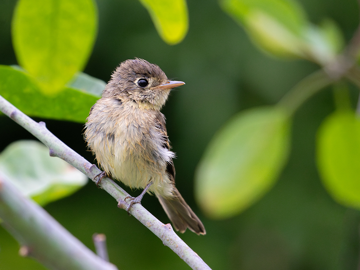 Western Flycatcher