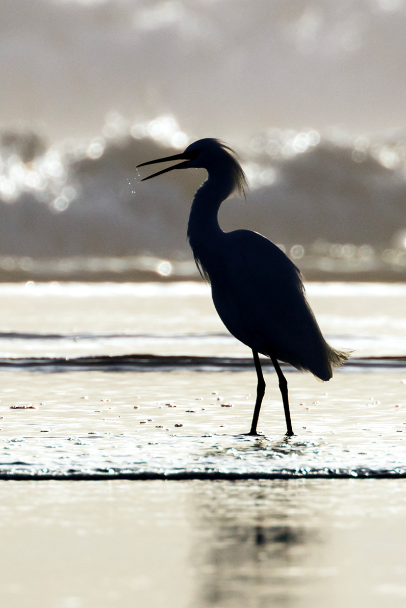 Great Egret