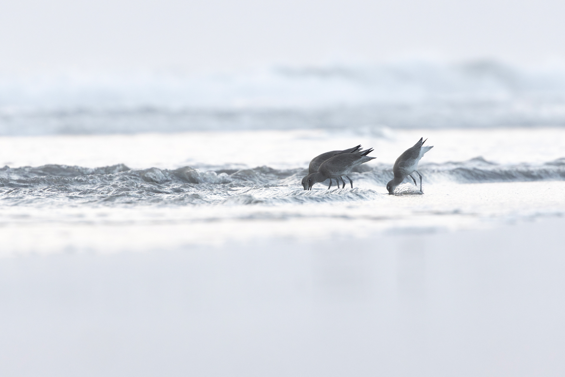 Willets