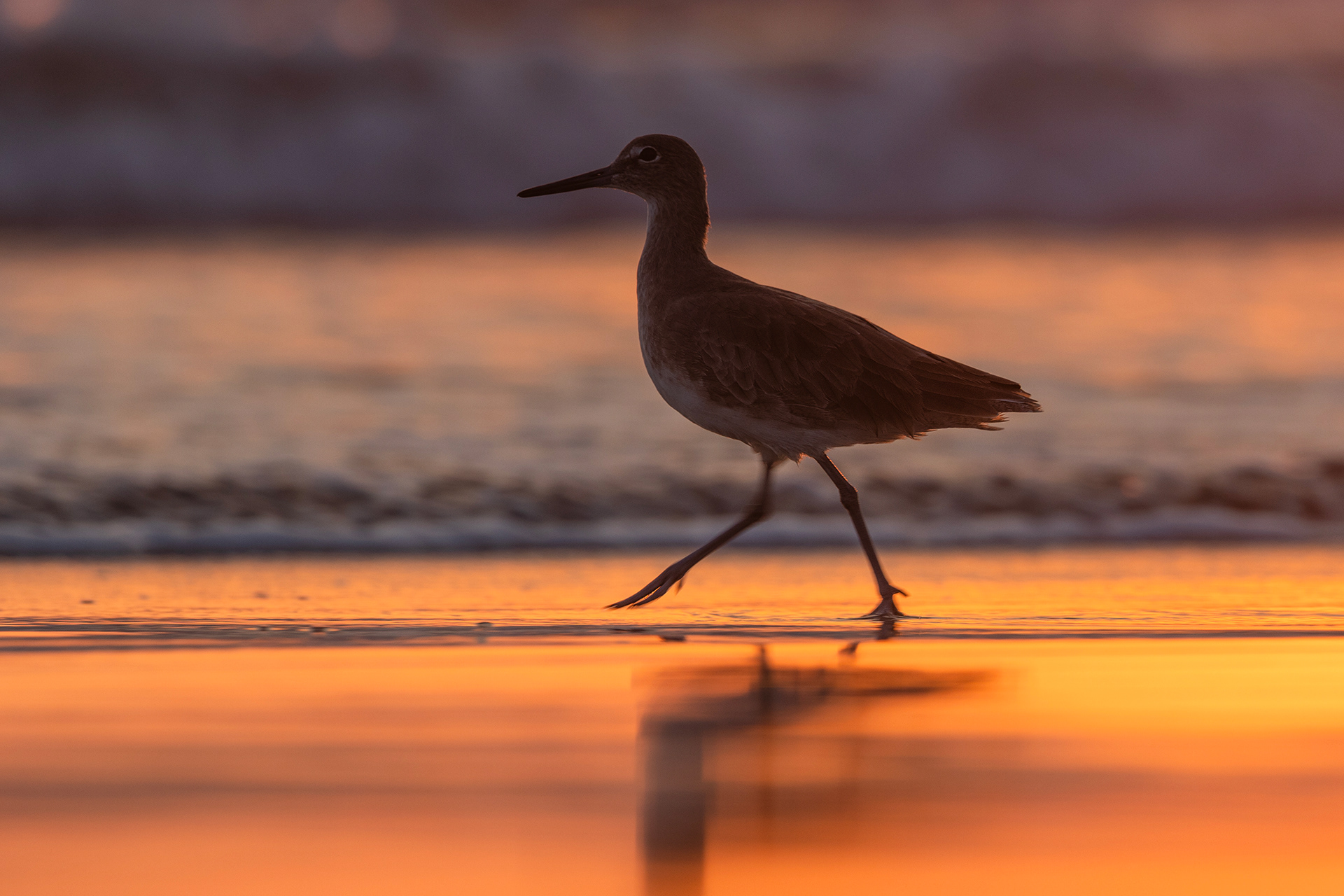 Willet