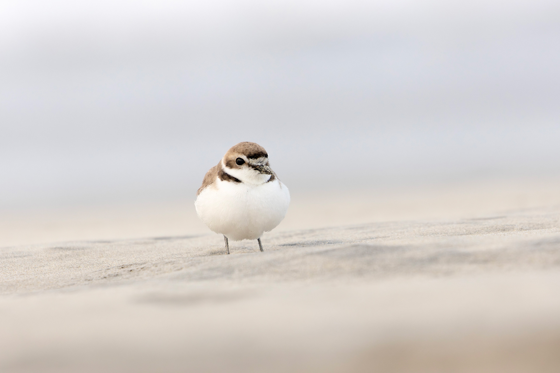 Snowy Plover