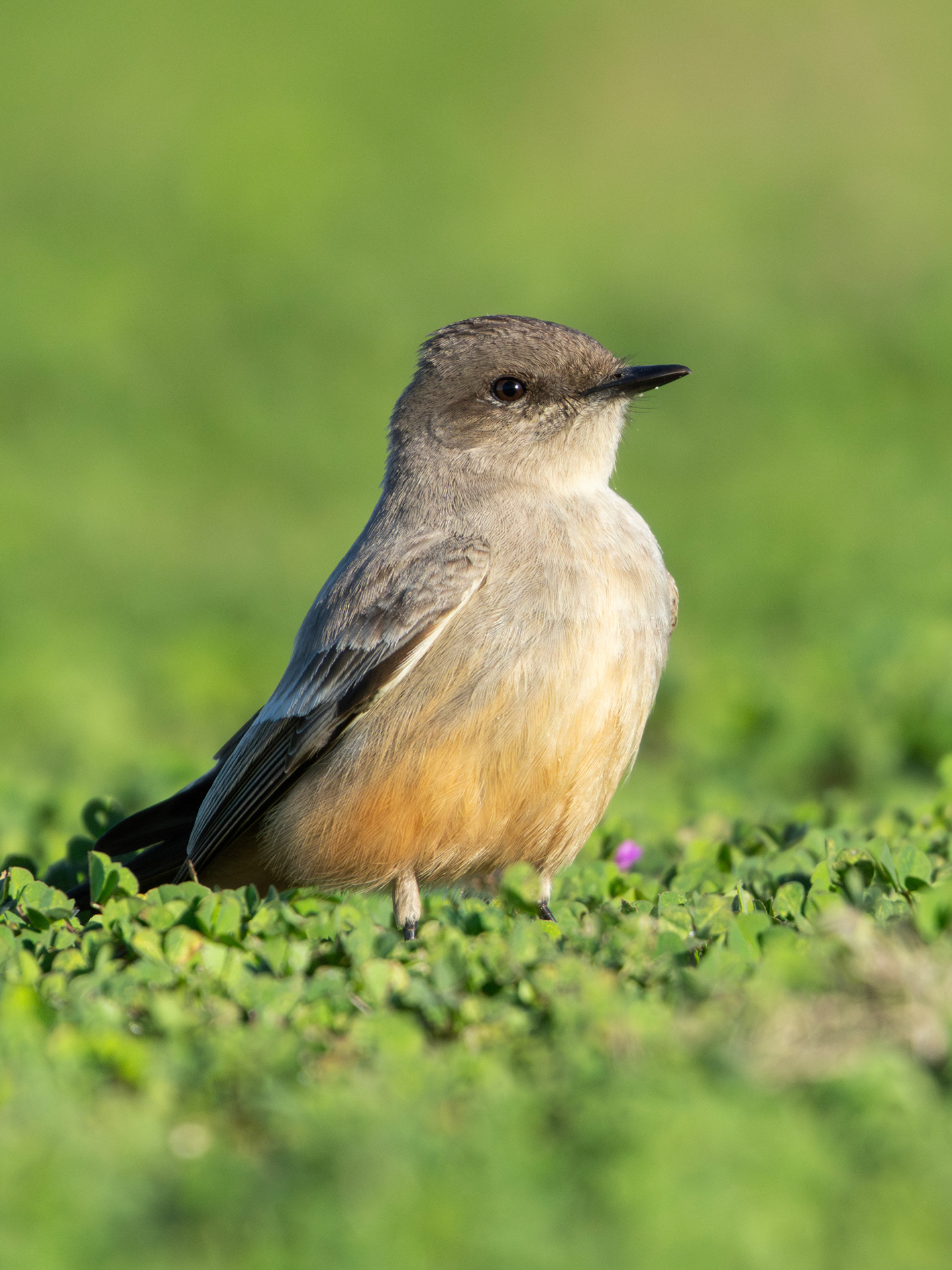 Say's Phoebe