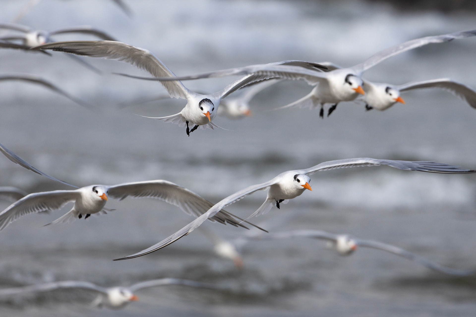Royal Terns
