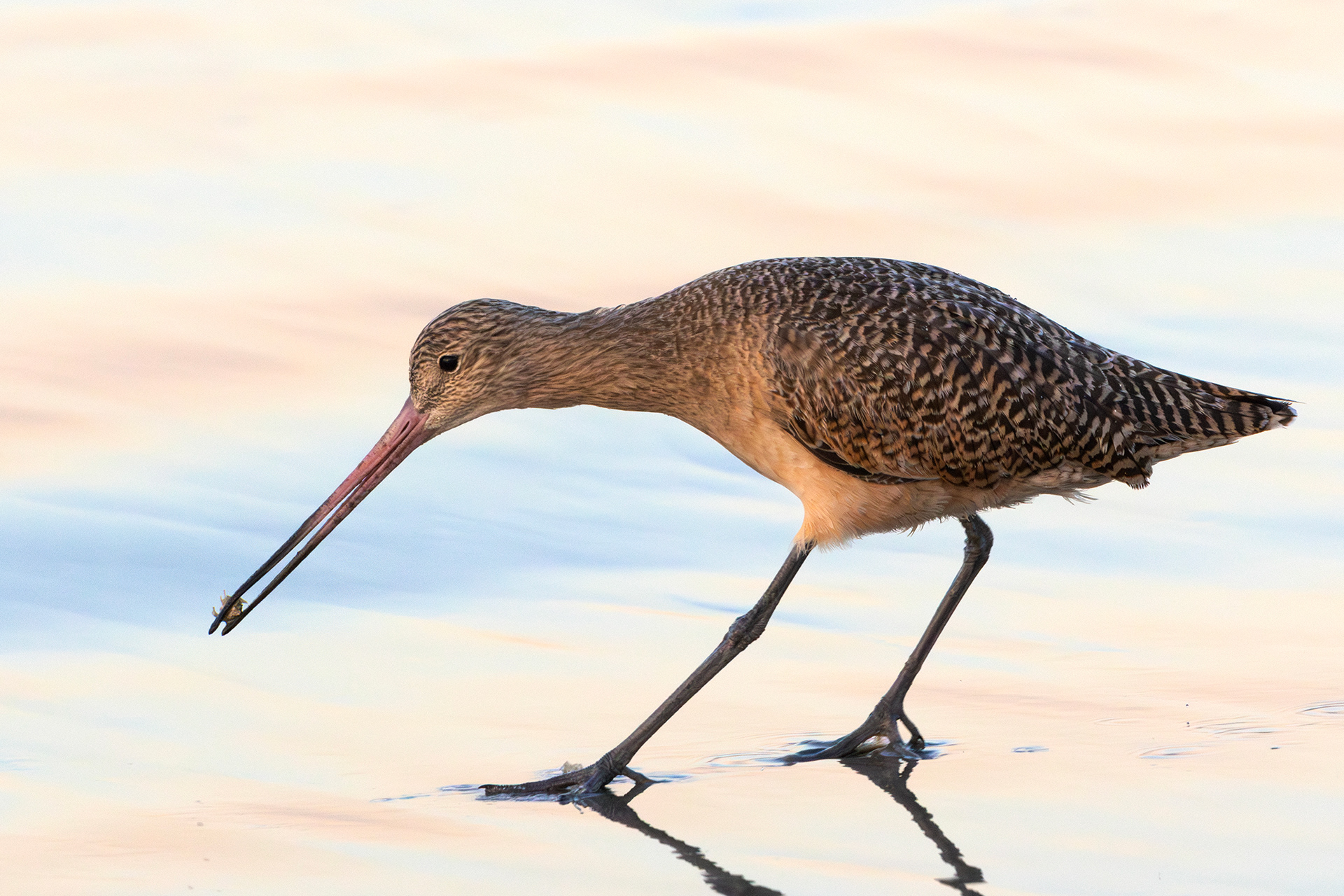 Marbled Godwit